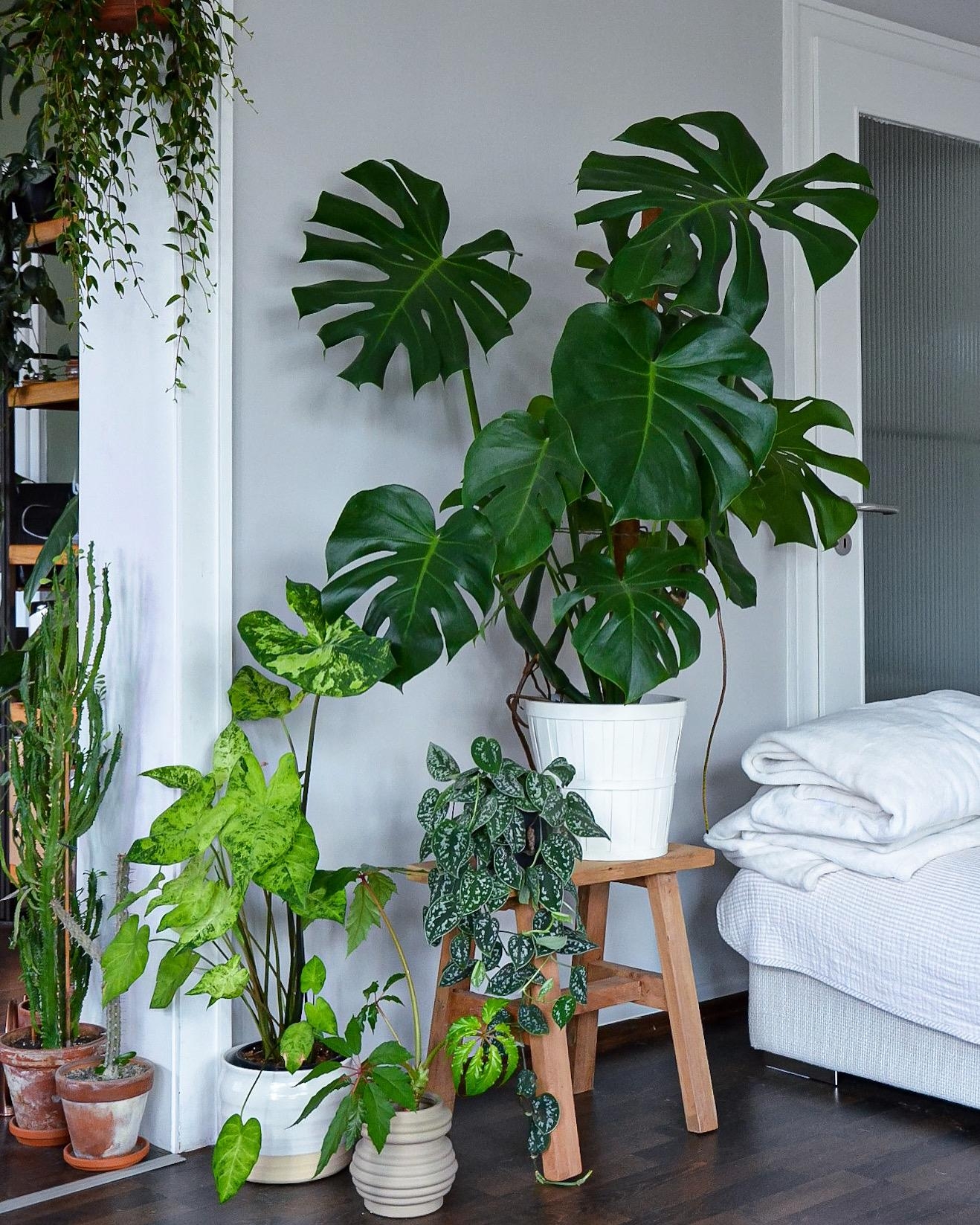 #altbau #pflanzenliebe #pflanzen #wohnzimmer #livingroom #jungle #interiorinspo