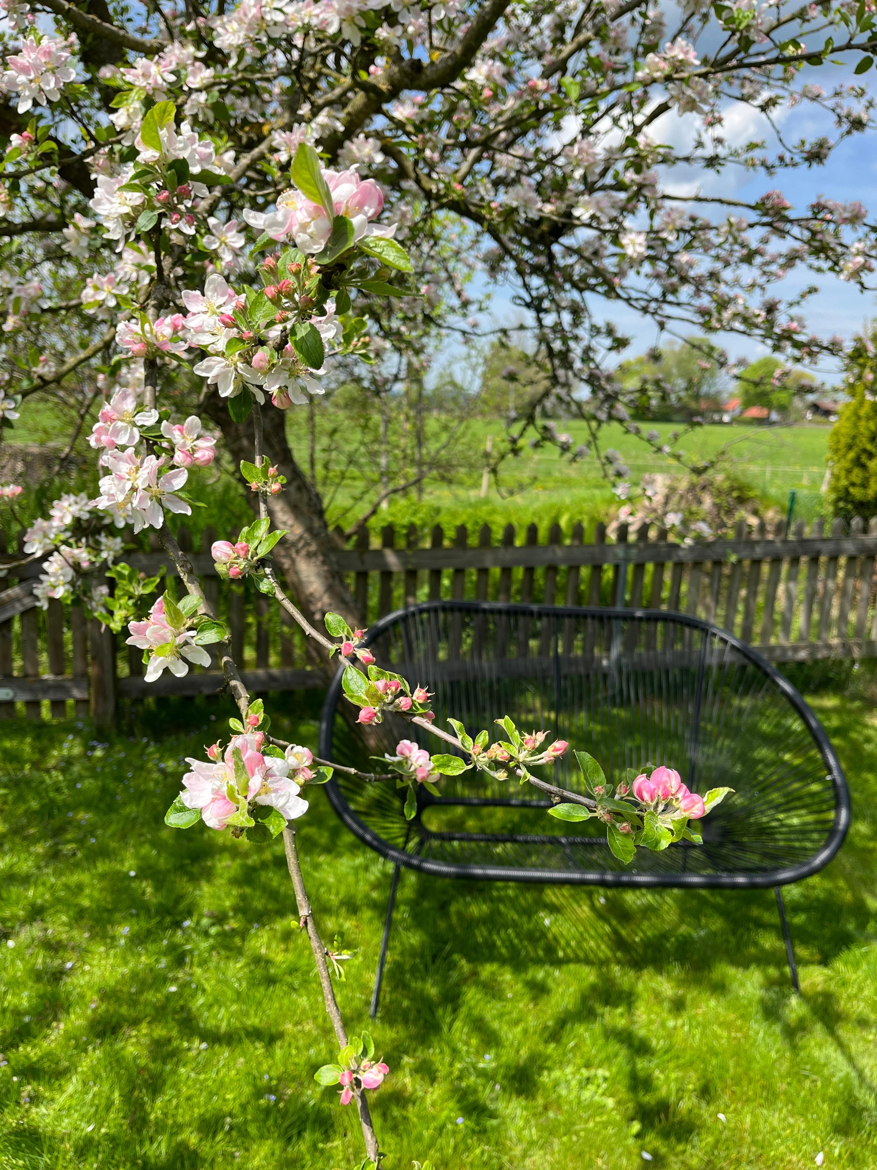 Apfelblüte 🍎
#apfelbaum#garten#apfelblüte#frühling#outdoorliving#gartengestaltung#obstbaum#apfel