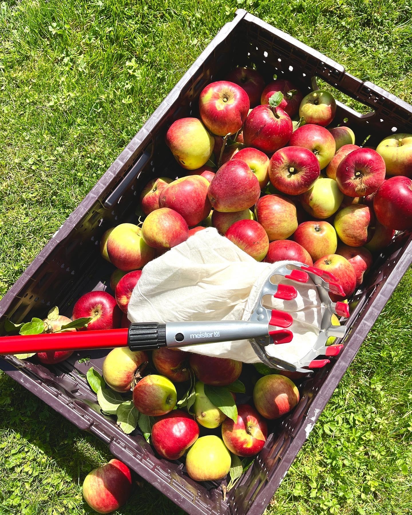 Apfelernte 🍎
#applepicking#landleben#apfelkuchen#apfelernte#gartenzeit#outdoorliving#garten#apfelbaum#wochenende