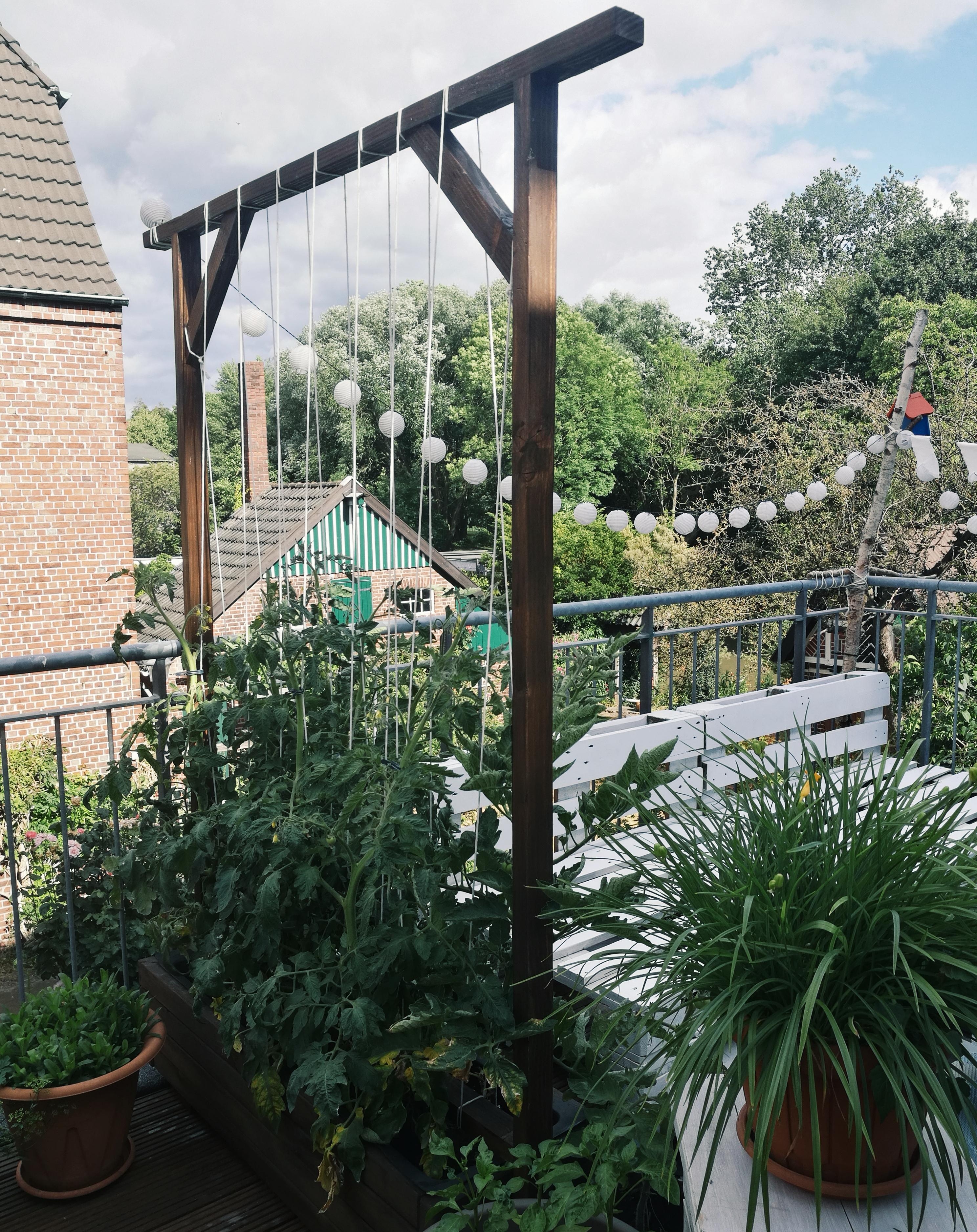 Balkontomaten im DIY-Pflanzkübel 1

#outdoorweek #urbangardening #tomate #balkongemüse #diy