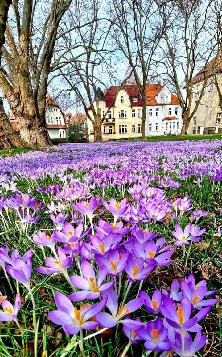 Beeindruckend dieser wunderschöne Krokusteppich 💜💛💜
#Frühling #spring #Krokusse