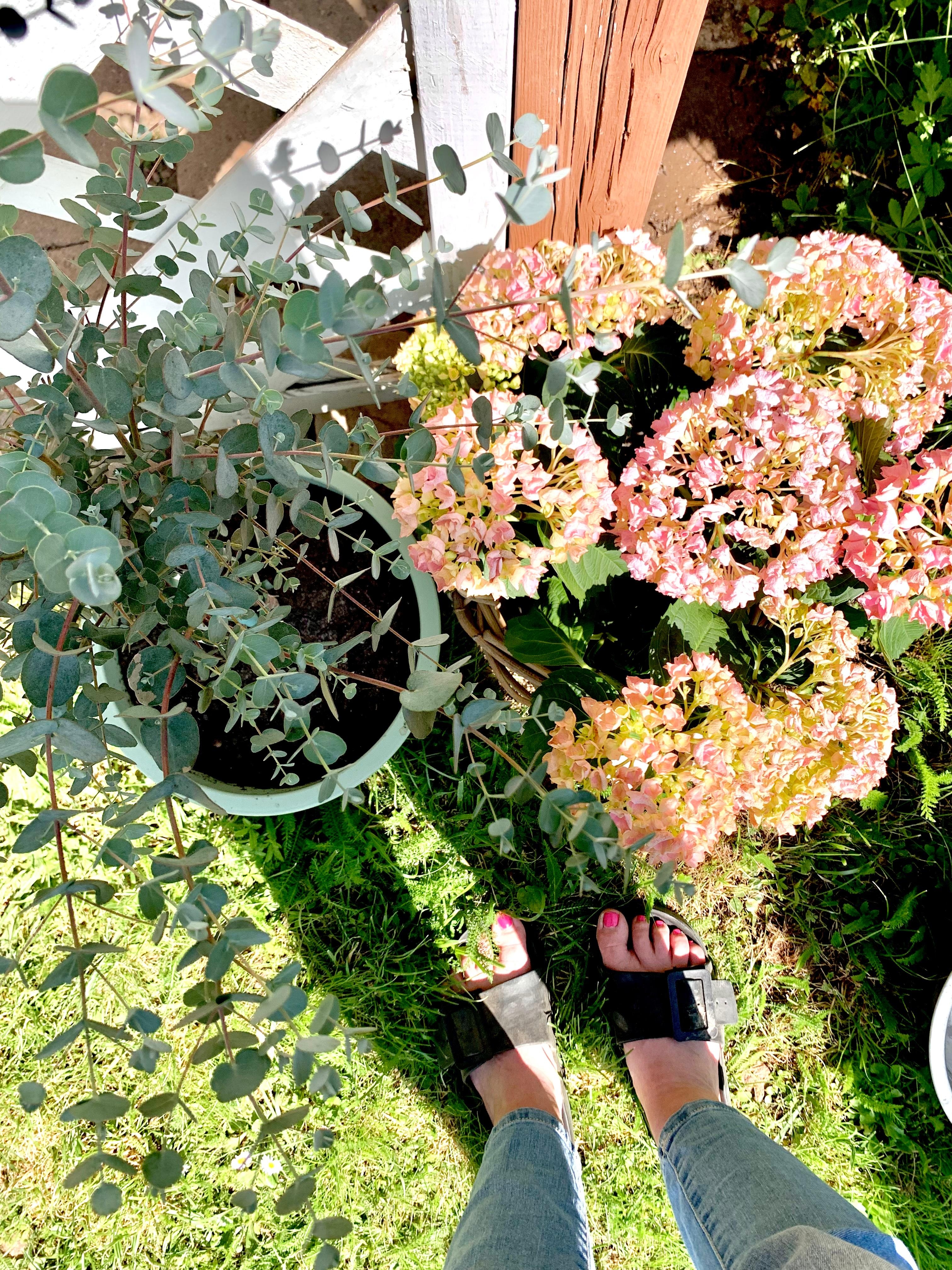 Blumen im Garten 
🪴 🪴
#eukalyptus #hortensie #outdoor #blumentopf 