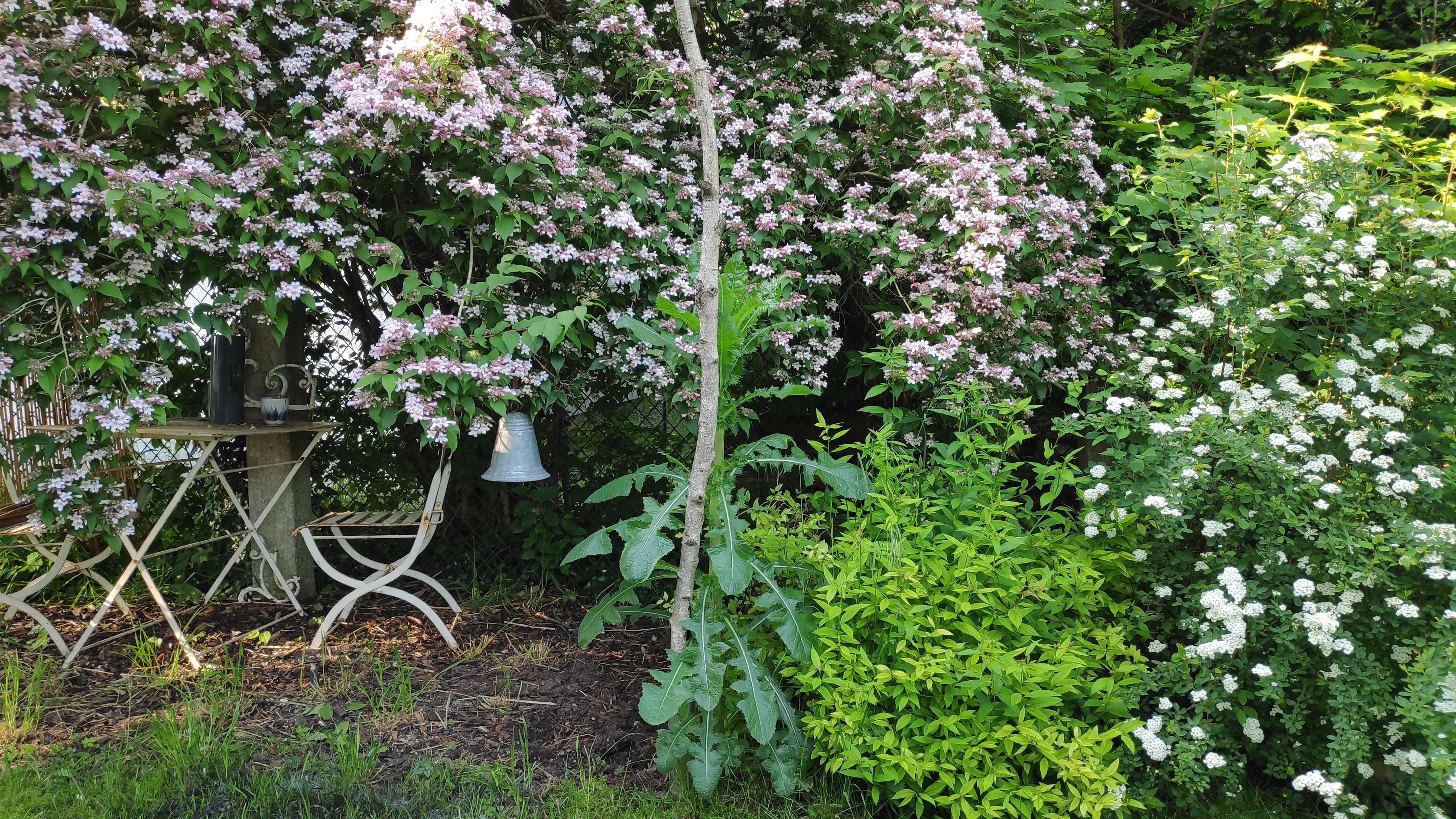 .Blumendach.
#Kolkwitzie #Gartengestaltung #Garten #Gartenmöbel #Metallmöbel #Ruheecke