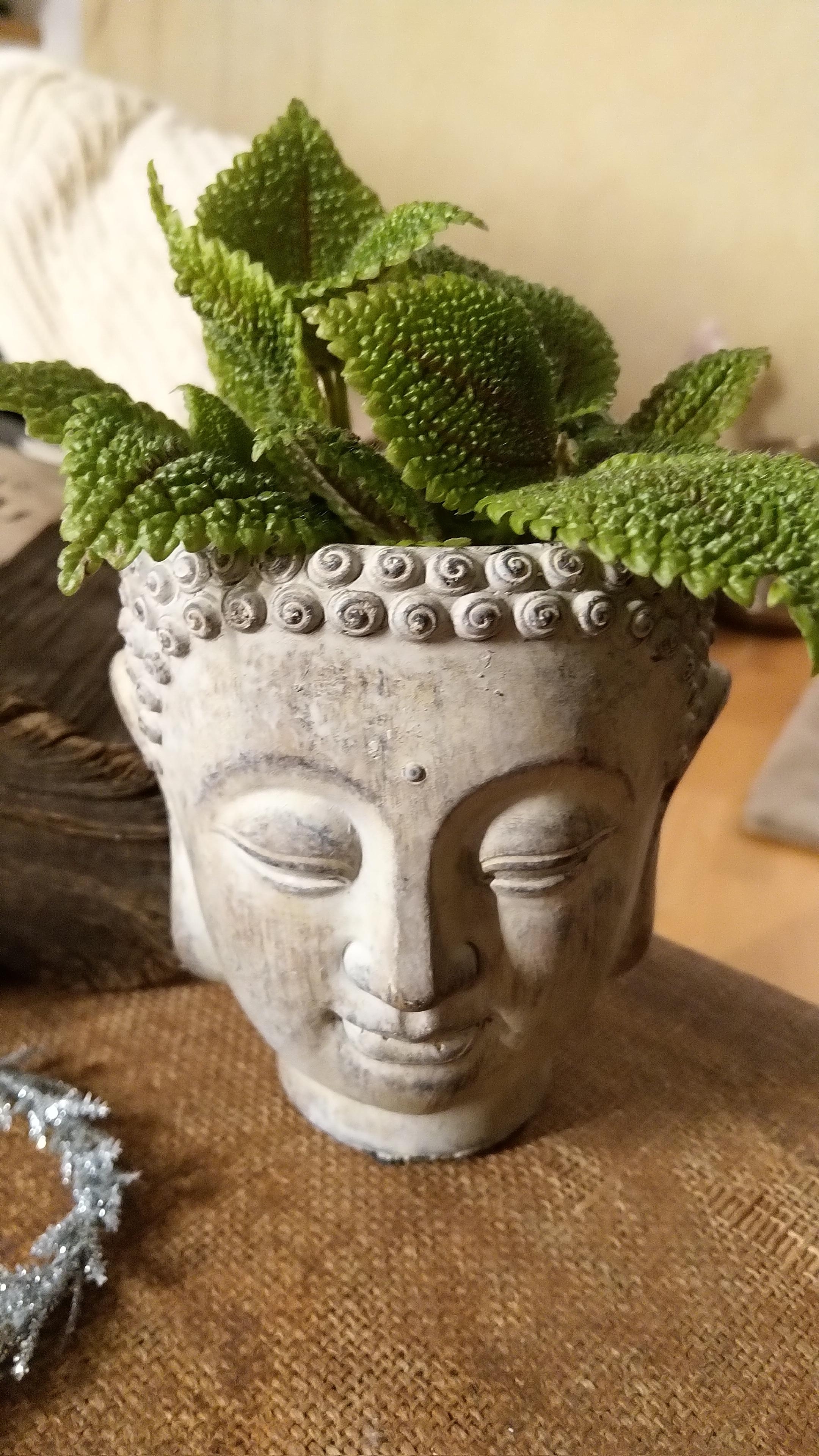 #buddha #pflanze #buntnessel #wohnzimmer #livingroom 