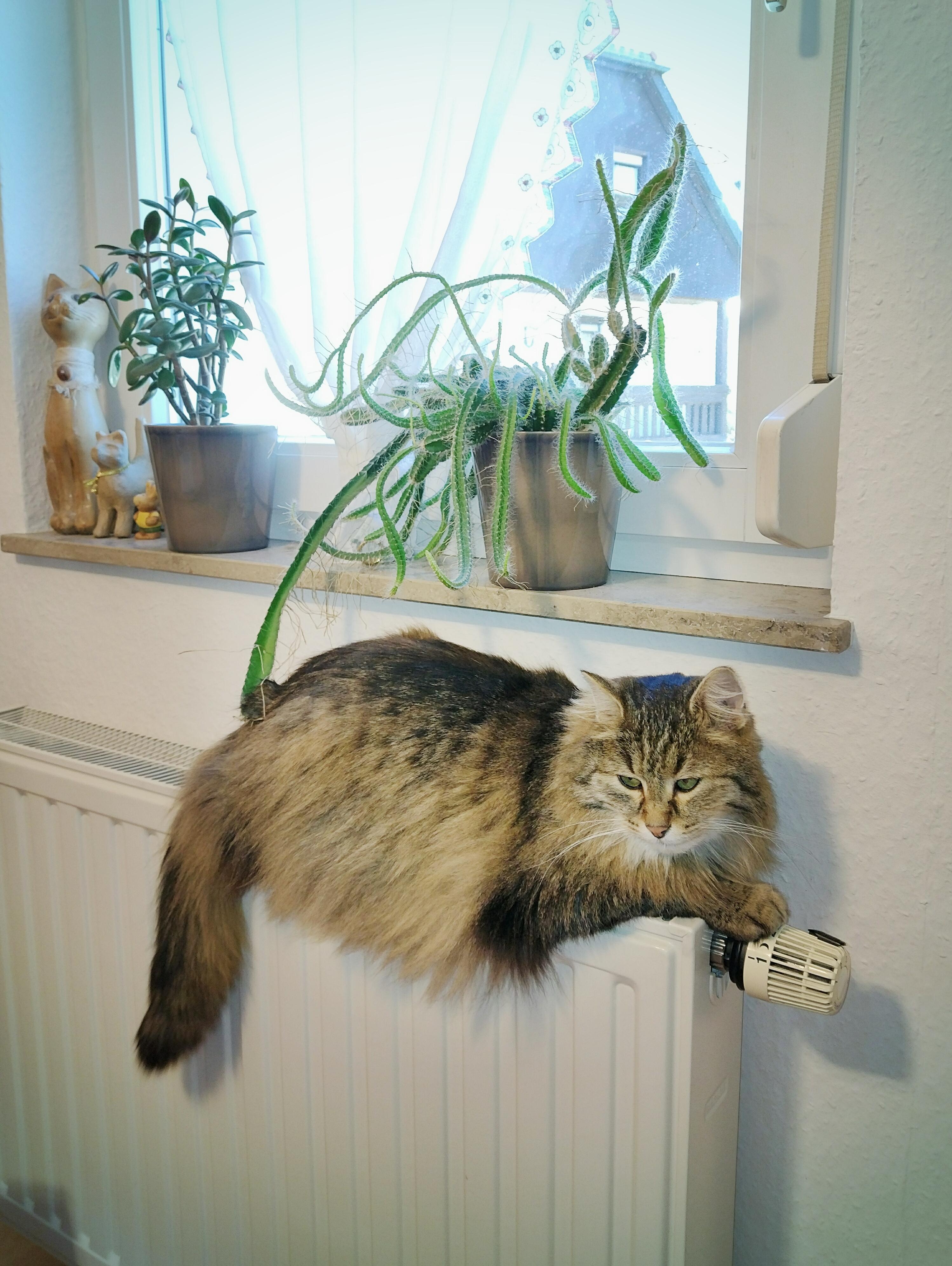 #cat #catcontent #kalt #radiator