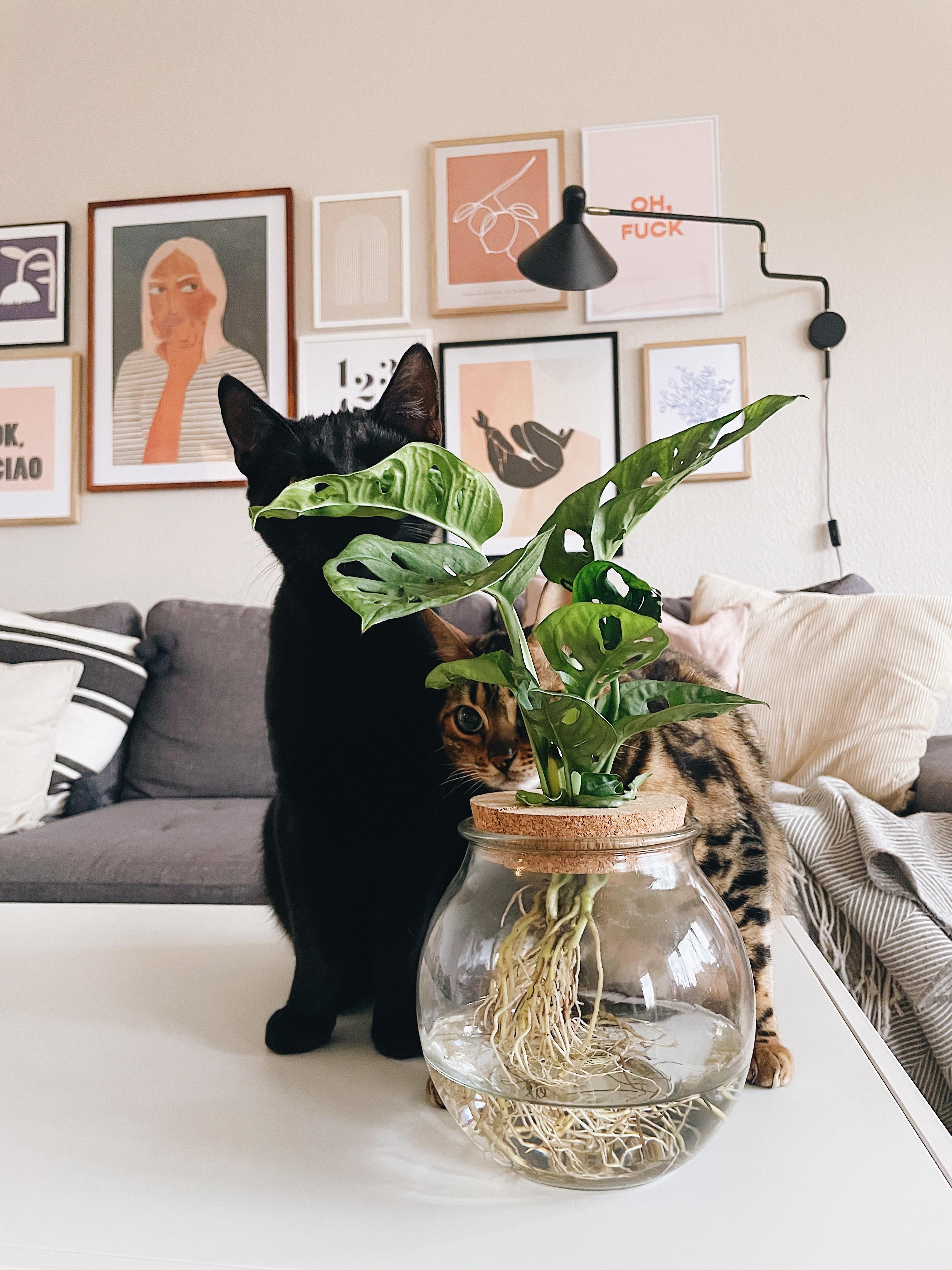 Double Trouble ❤️ #catmom #plants #wohnzimmer #gallerywall #hygge #couchliebt 