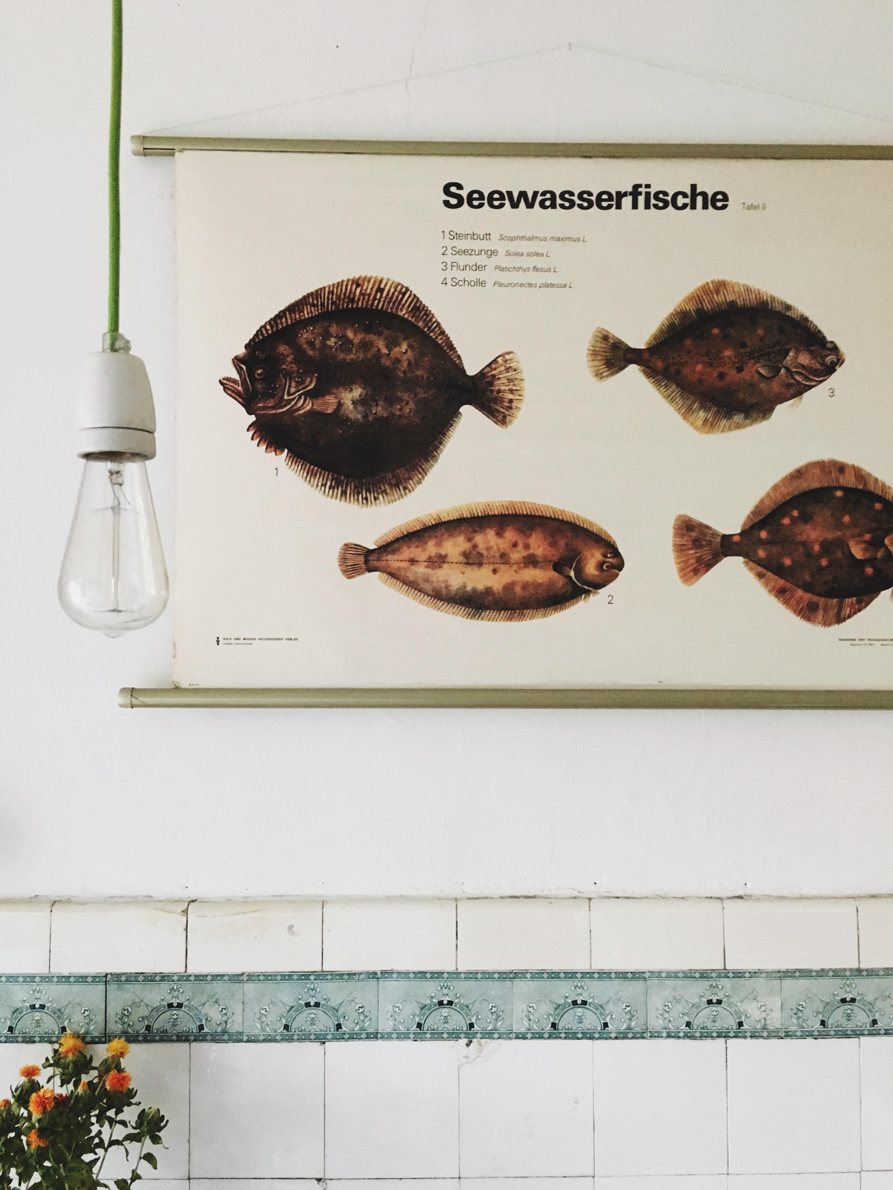 Eine #Lehrtafel mit skurrilen Plattfischen ist das einzige in meiner Wohnung, was einer #gallerywall nahe kommt 🐟