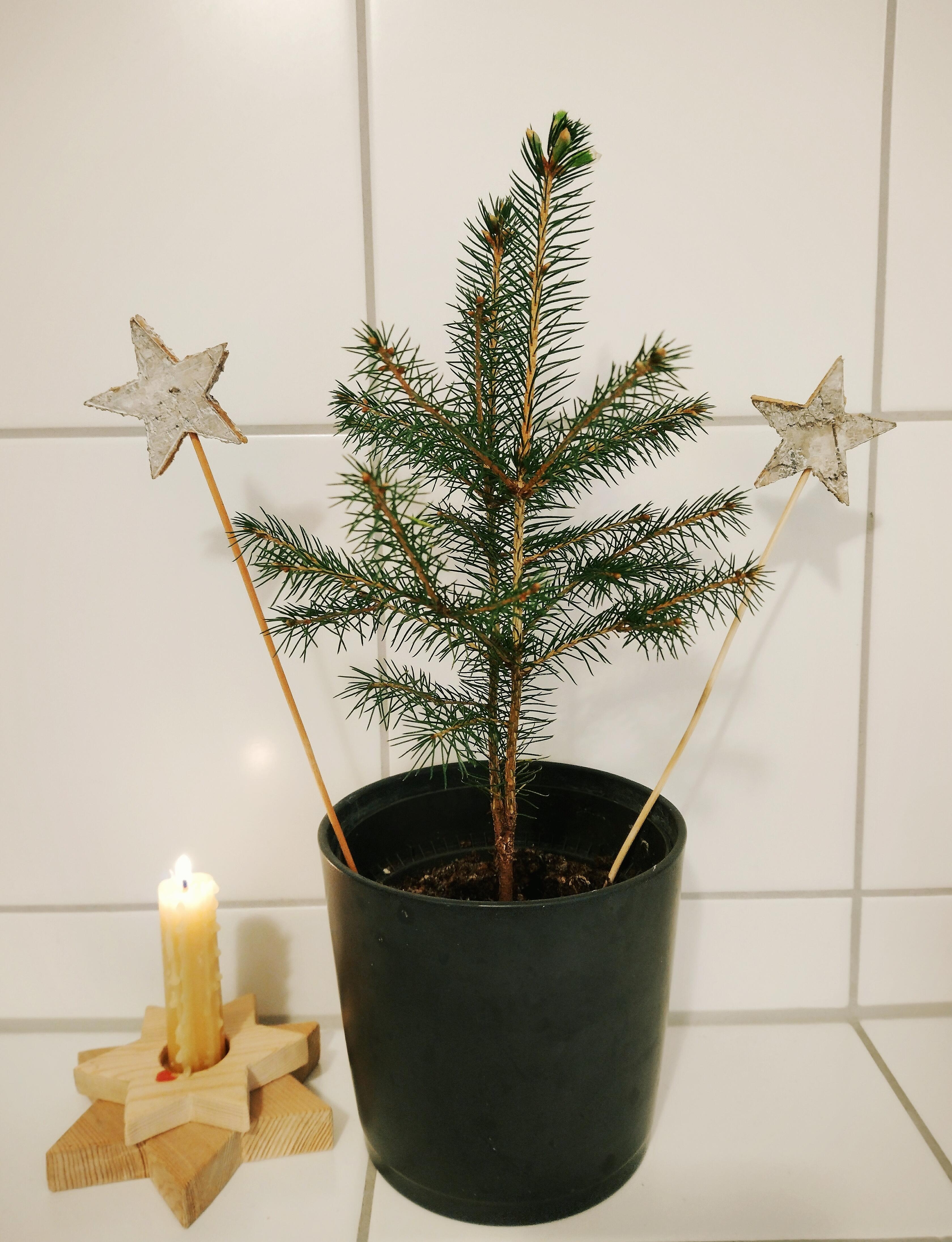 
Er steht immernoch, und treibt aus 😁🌟🌲
#weihnachtsbaum #tanne #zwillinsbäumschen #sterne #kerze