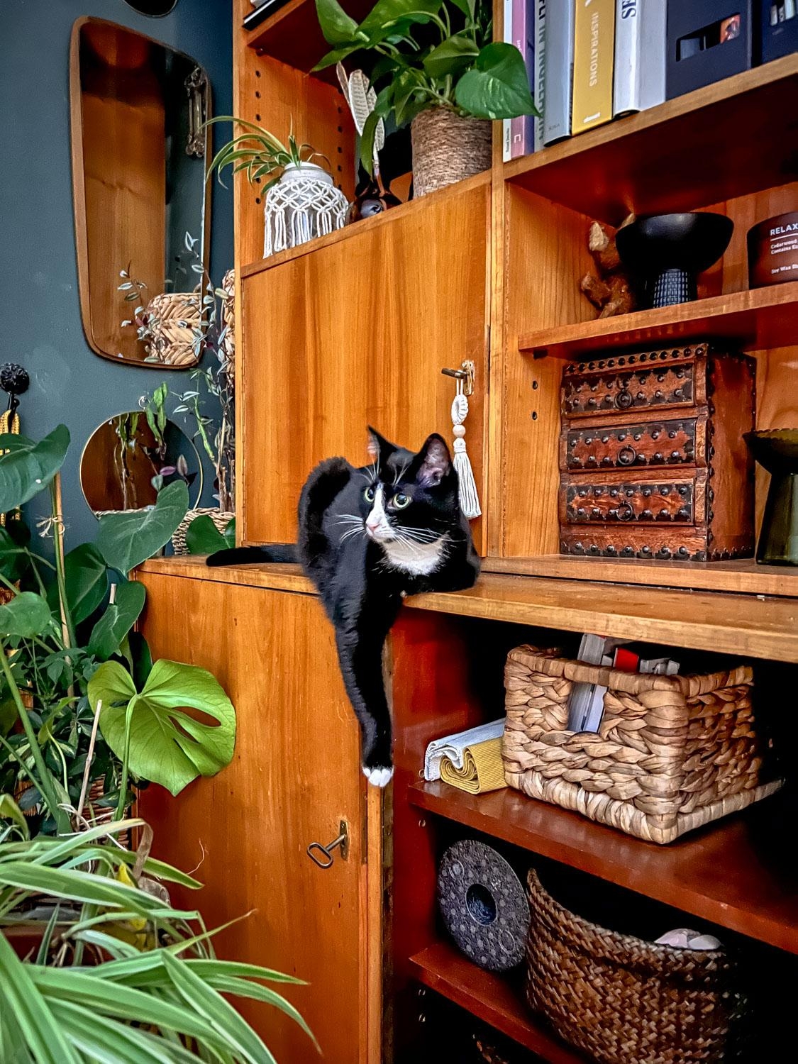 Freddy, das Tuxedo Meowdel. Auf meinem Blog gibts mehr über die Cats #katzenliebe #midcentury #kleinanzeigenfund #cats