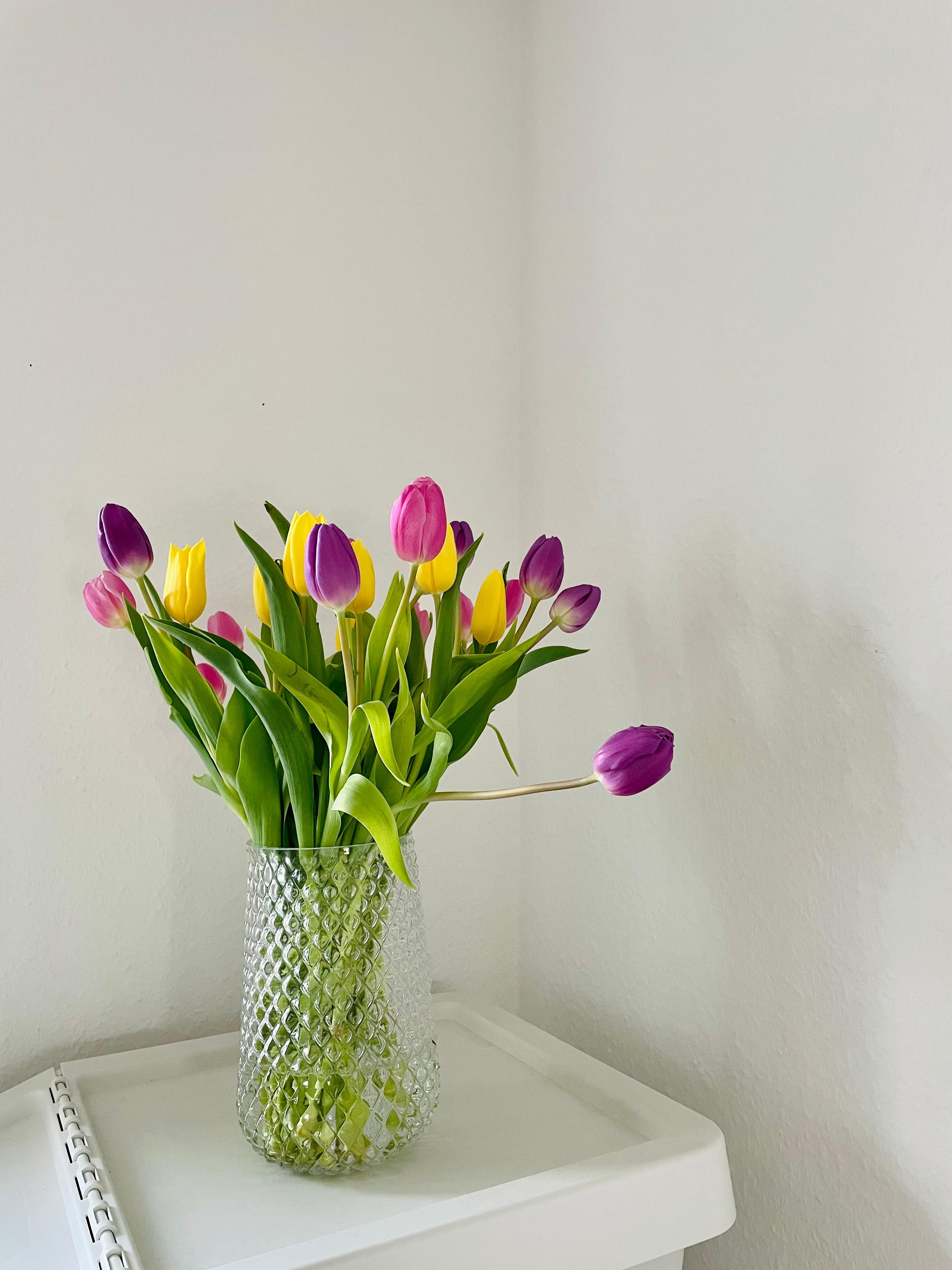 Frühling in da House 🌷 #tulpen #frühlingkannkommen #draussengrau #drinnenbunt 