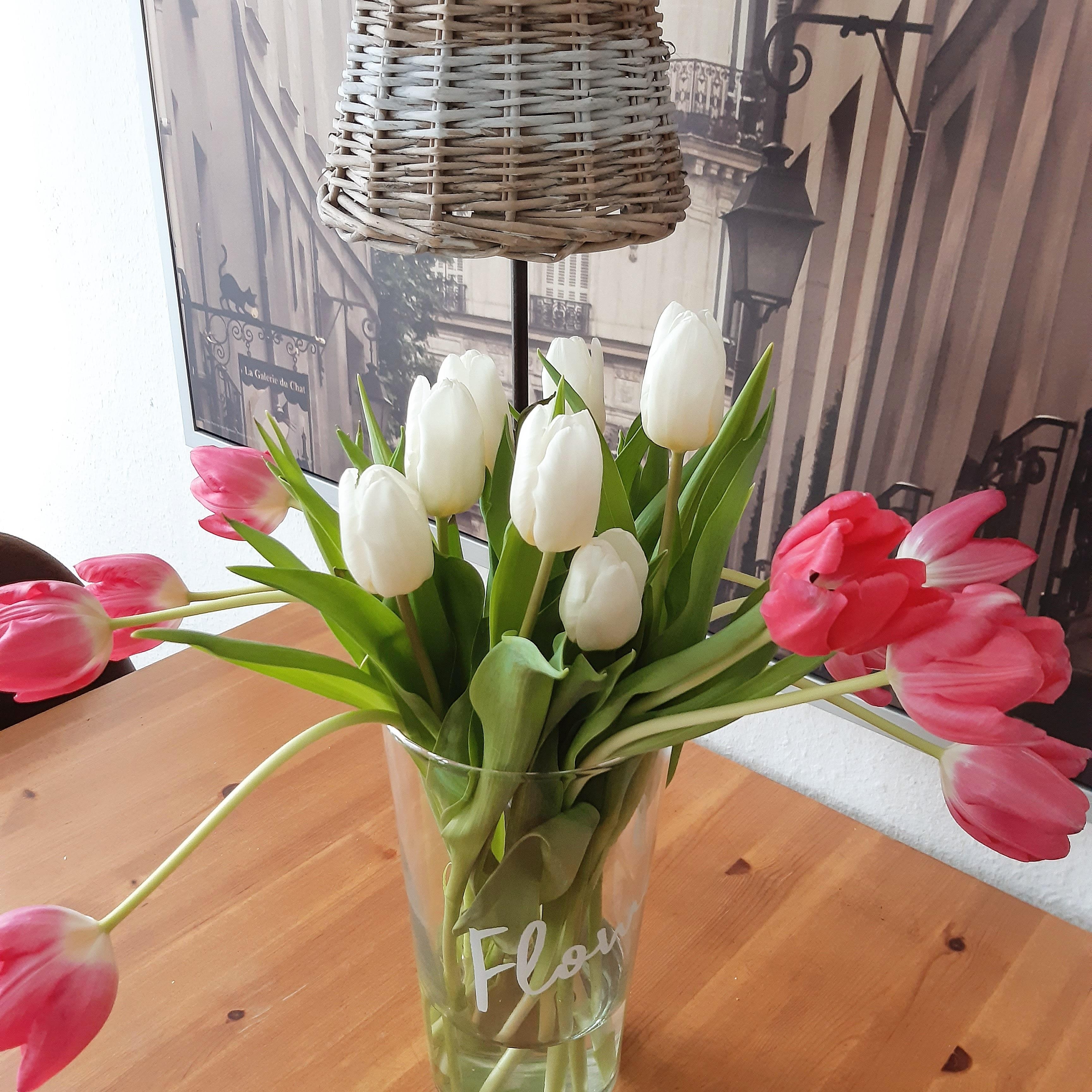 #frühlingsboten #tulpen #tulips