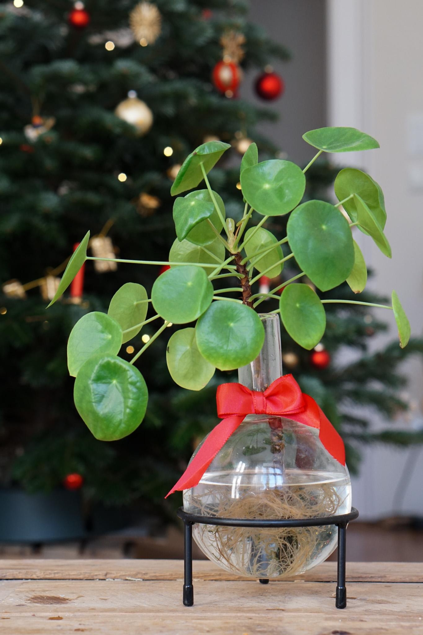Geschenk gesucht? 👉 https://leaf-labs.de/ 
#Geschenkidee #Weihnachten 