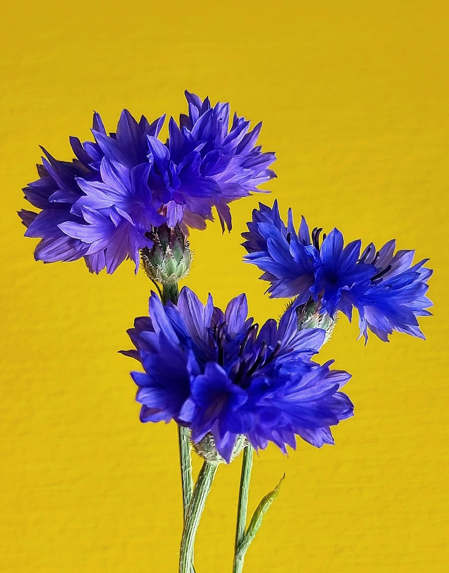 Große #Liebe für genau dieses #Blau  #💙 #freshflowerfriday #Kornblumen im #Sommer #Natur #Blumenliebe 