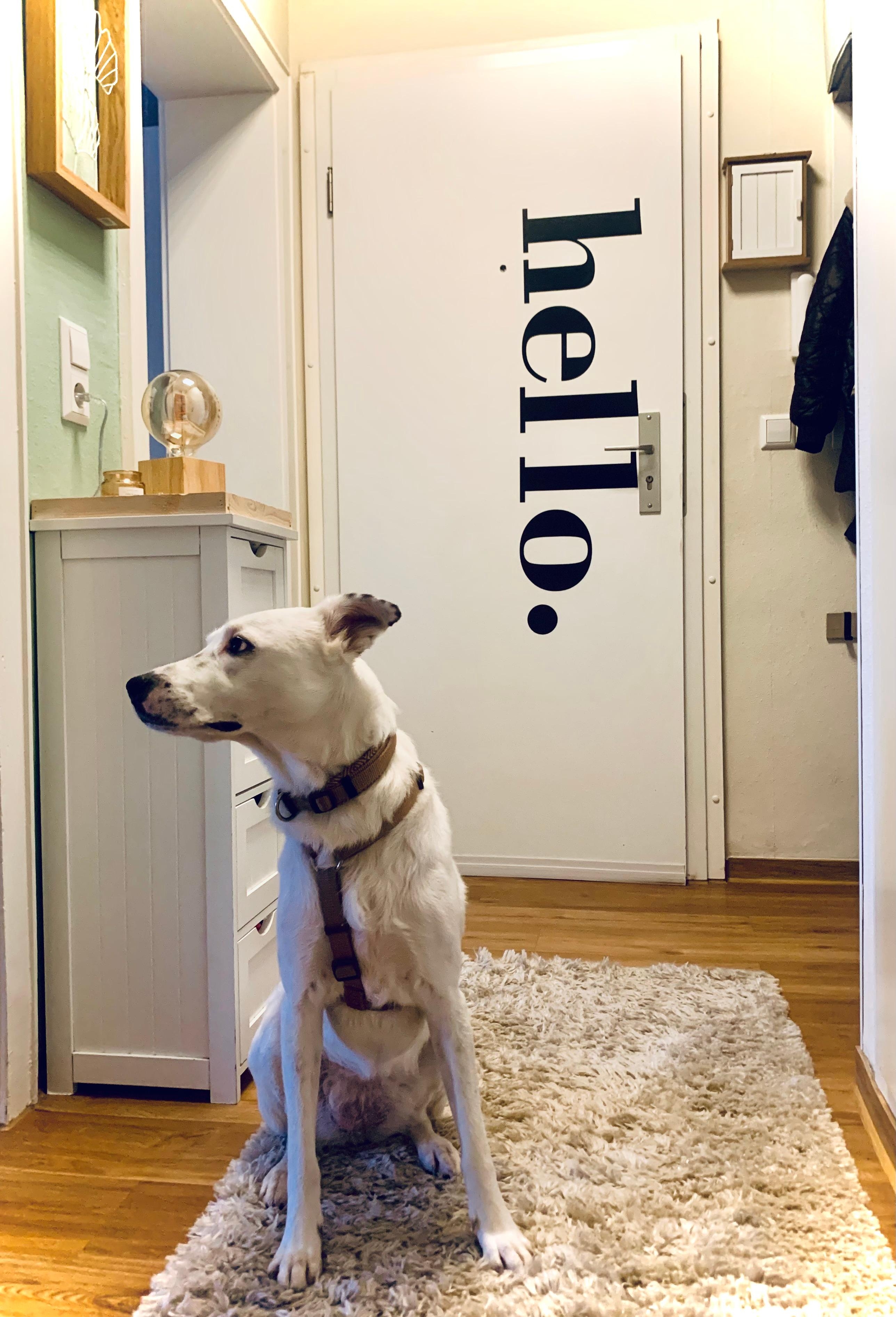              Hello.          👋🏽🖤

#kleinerflur #eingang #mietwohnung #home #dog #teppich #lampe #tür
#schriftzug #helleswohnen