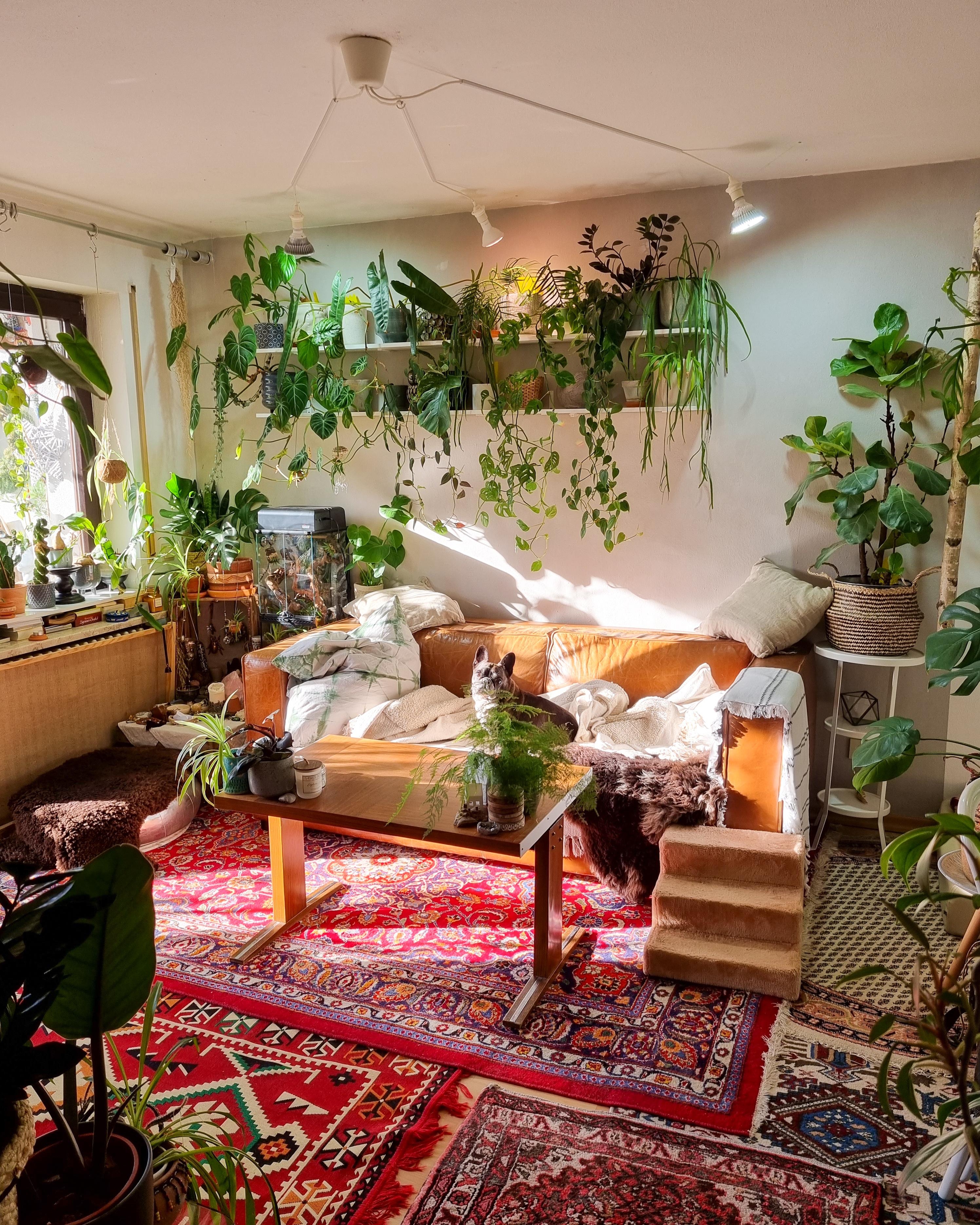 Herzstück ❤️🪴 #Wohnzimmer #Pflanzen #Regal #Tisch #couchtisch #Teppich #boho #hippie #Sonne 
