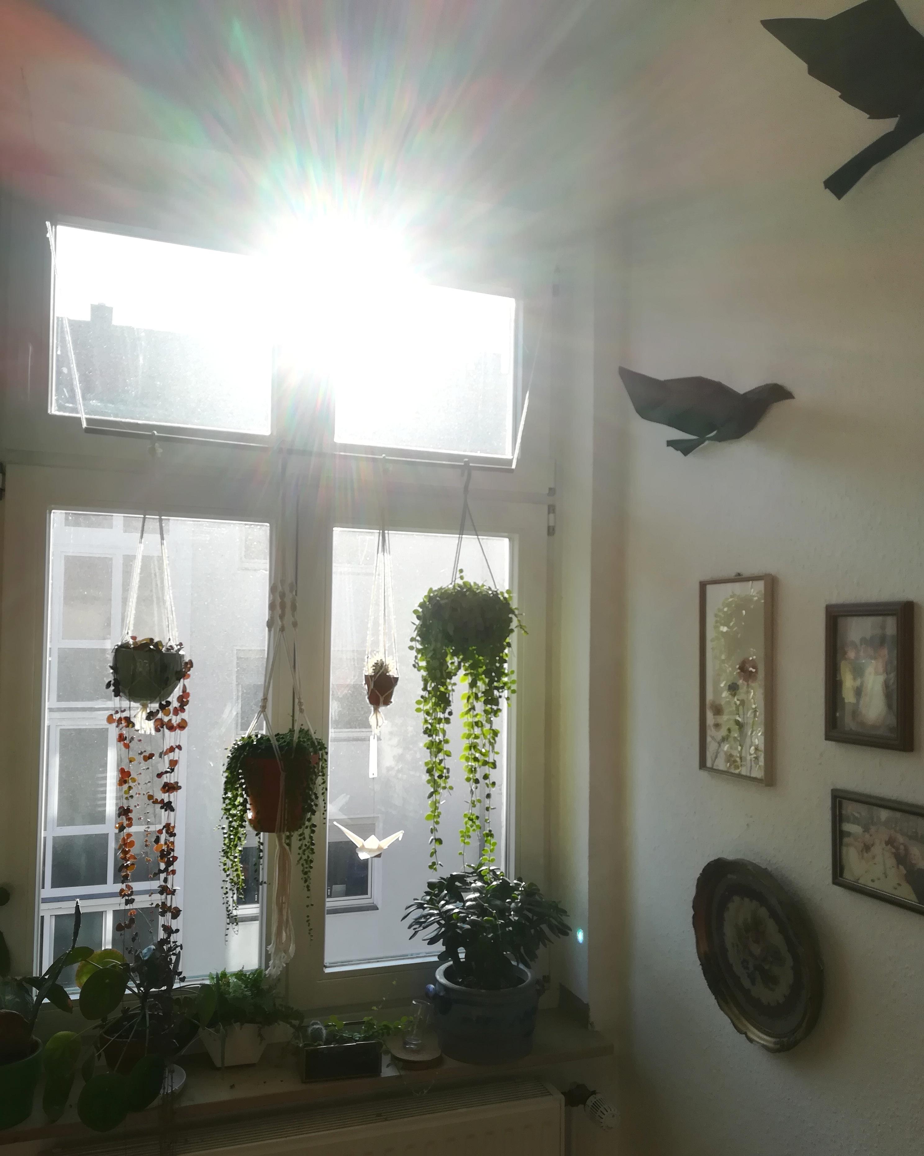 Heute habe ich die #Morgenstimmung in unserem #Wohnzimmer fest gehalten. #plant #pflanzen #ausblick #hängepflanze 