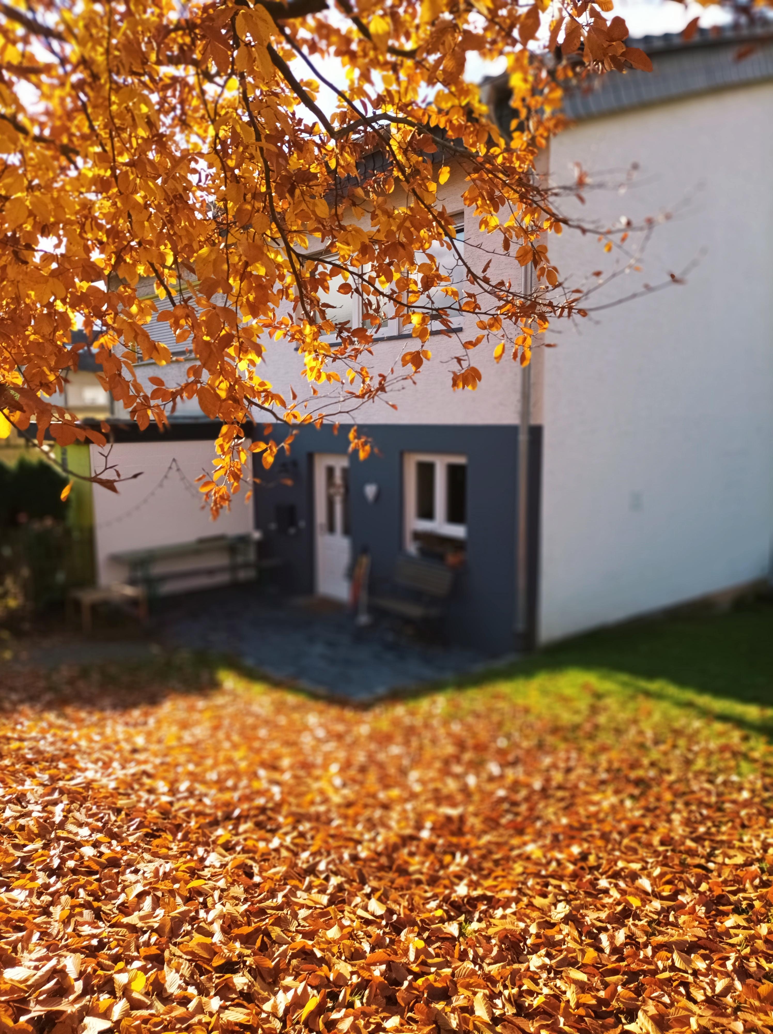 Ich liebe die Farben im Herbst #herbst #doppelhaus #grauundweiß #garten #farbenfroh #hauswand #heimatliebe