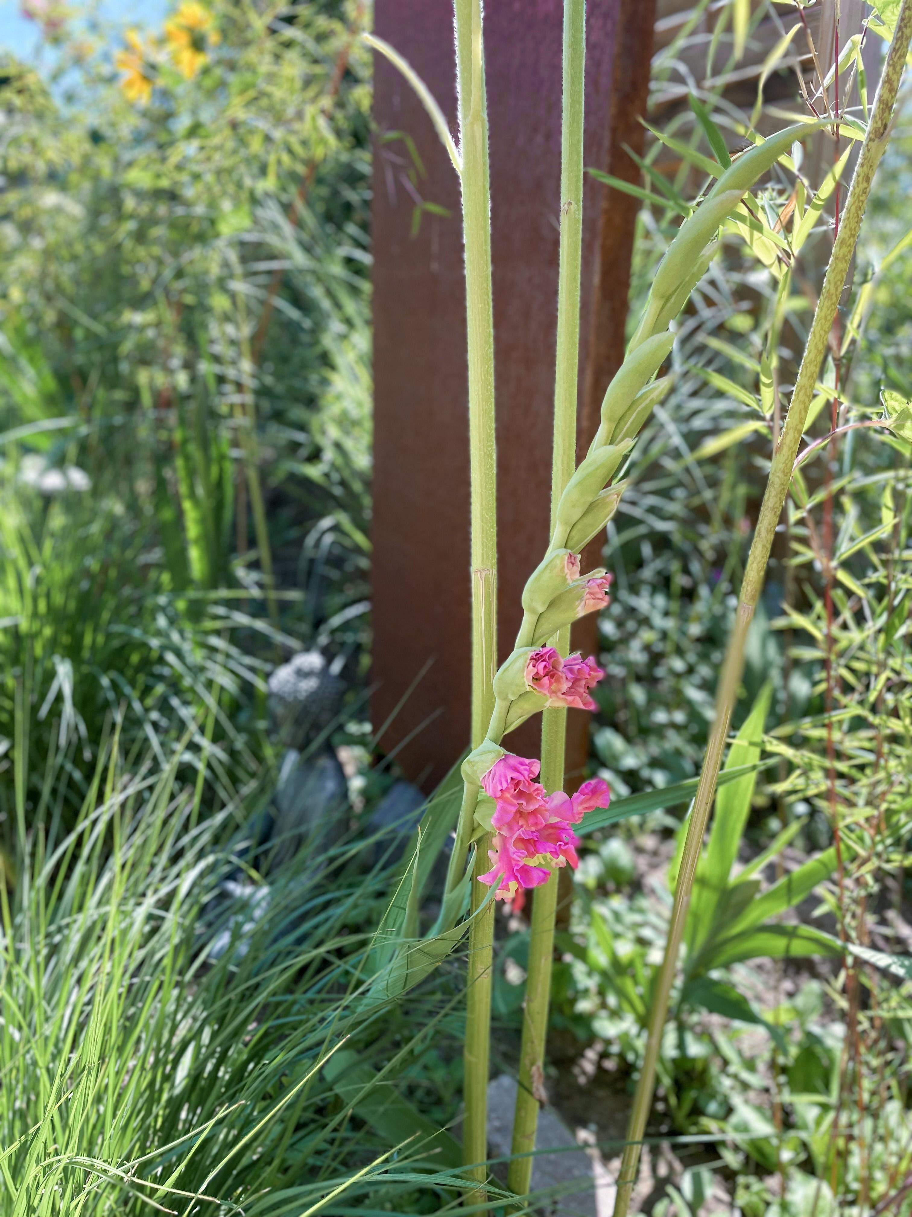 Irgendetwas blüht immer in unserem Garten :)! #gladiolen #bambus #ziergras #cortenstahl #buddha 