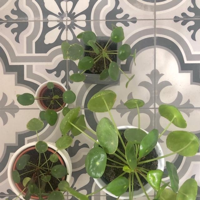 Juhuuu, die Babies wachsen! #pilea #plantlover #plantsarefriends #grow #tiles #ihavethisthingwithtiles