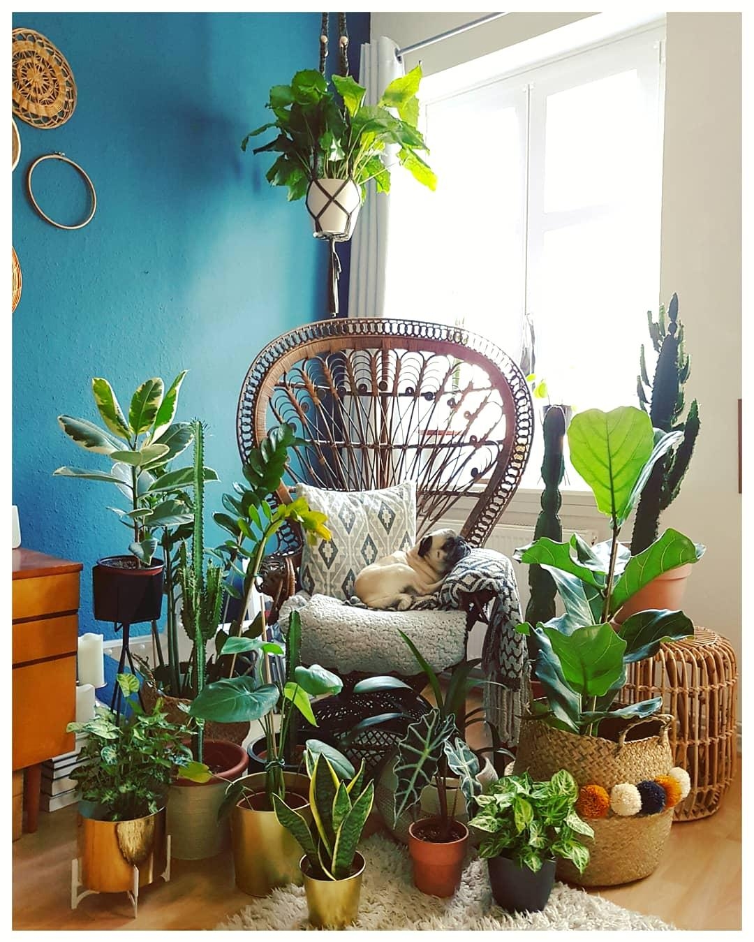 #jungle #plants #peacock-chair #livingroom #mops