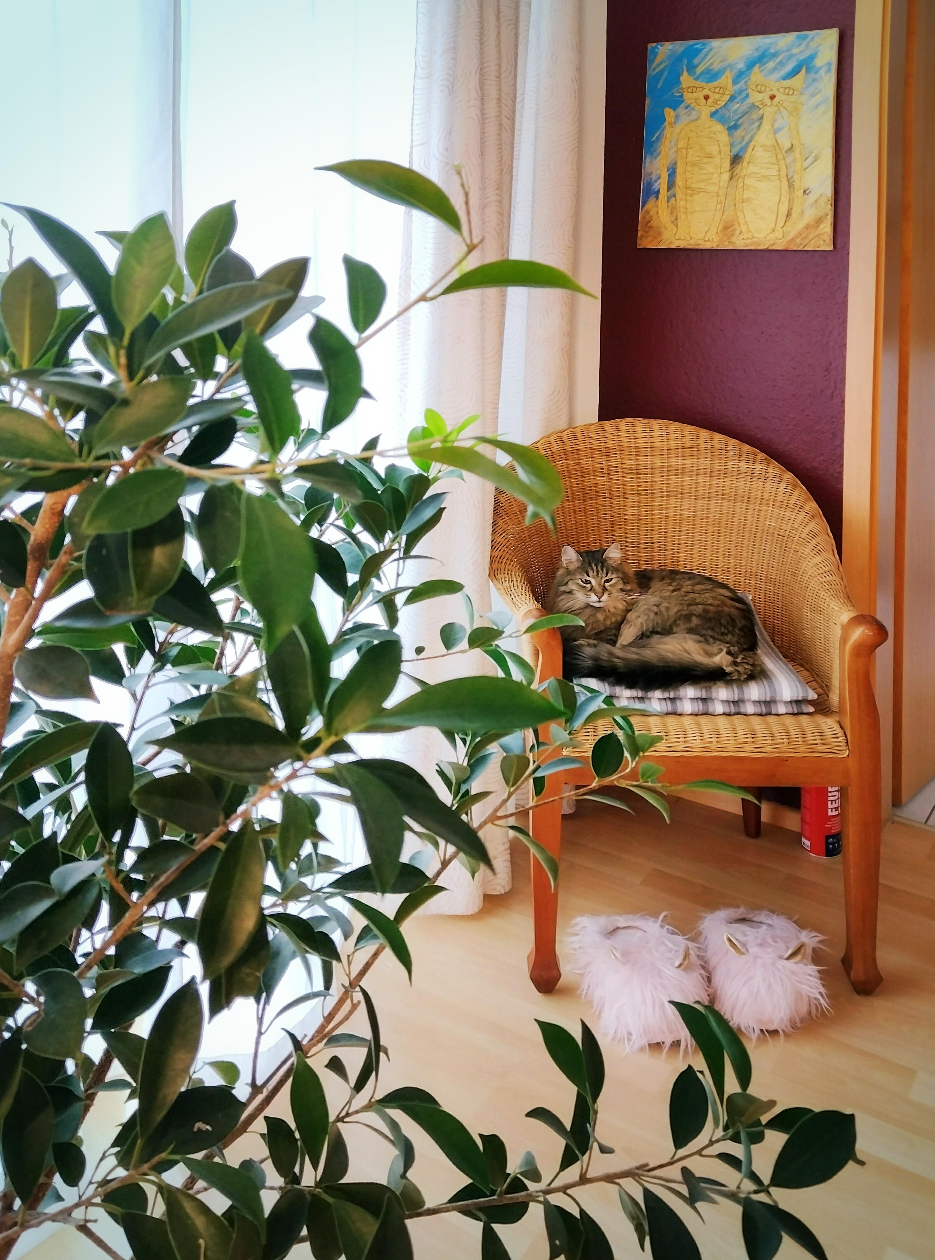 Katzenkind 🐈‍⬛❤️
#katze #katerjanosch #zimmerpflanze #bild #malerei #vintagesessel #lilawand #farbenfroh #diymalerei
