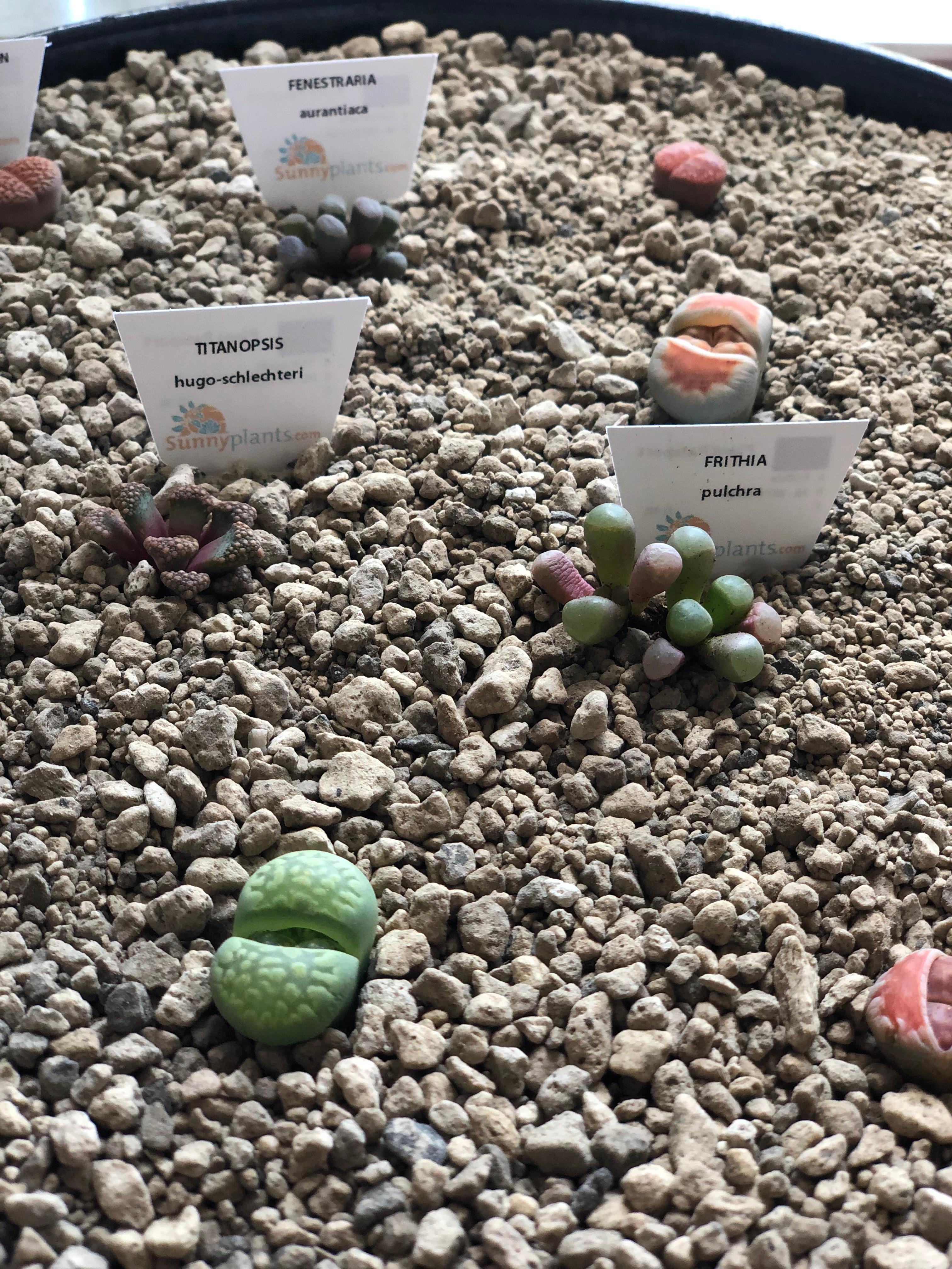 Lebende Steine. #sukkulentenliebe #lithops
