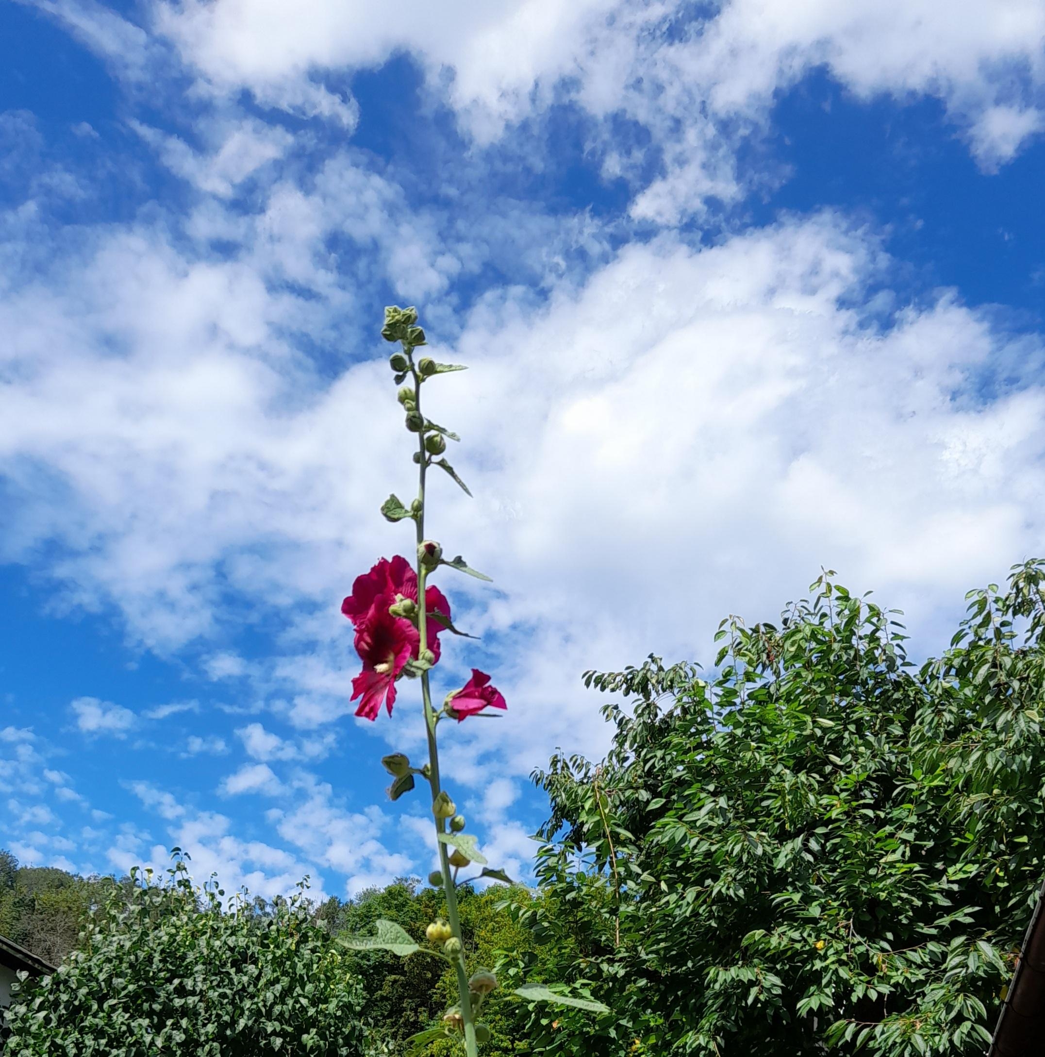 Meine Stockrose wächst in die Höhe #sommer#blume#garten