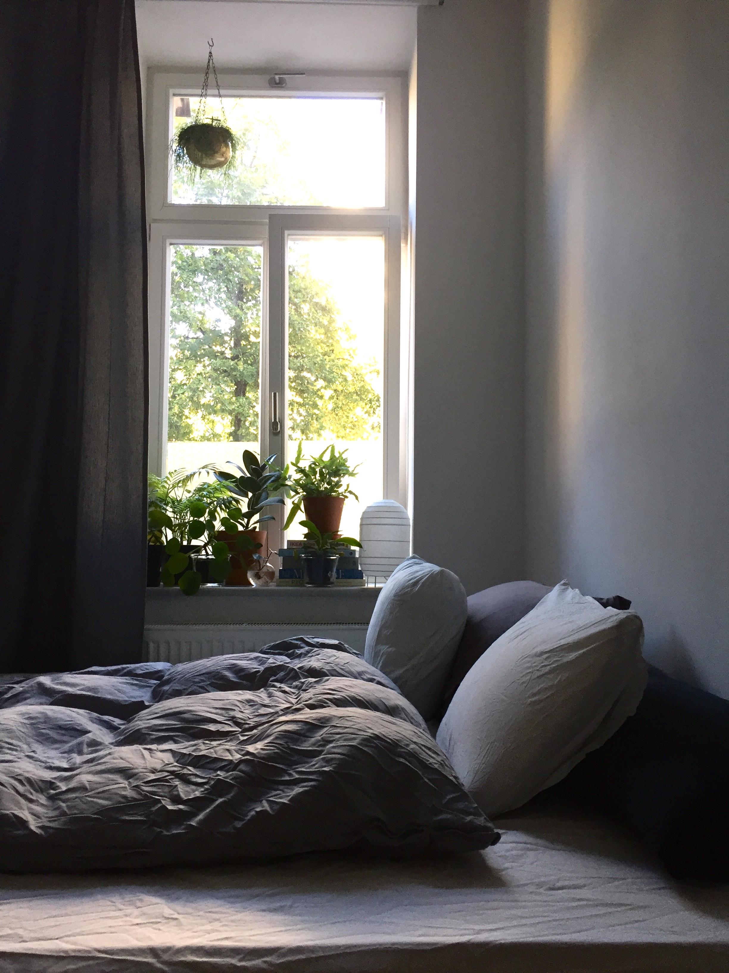 Morgensonne 
#mybedroom#indoorjungle#cozymornings