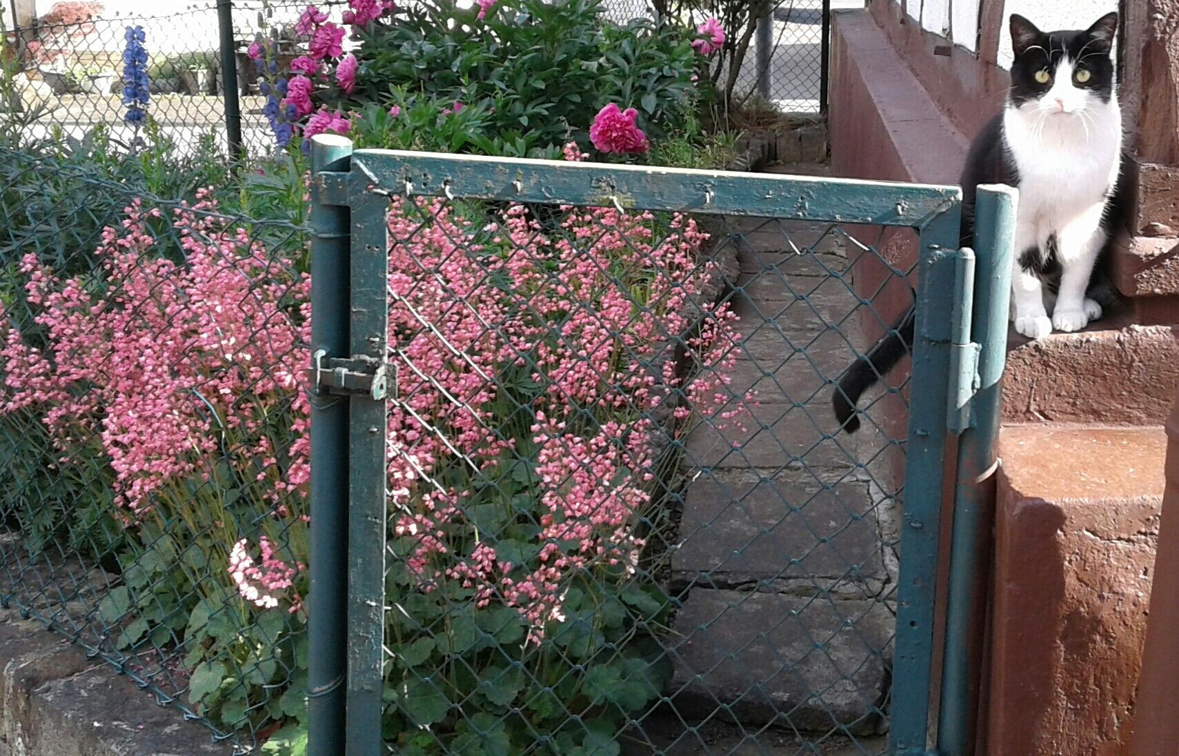 Nachbarskatze in meinem Blumengarten