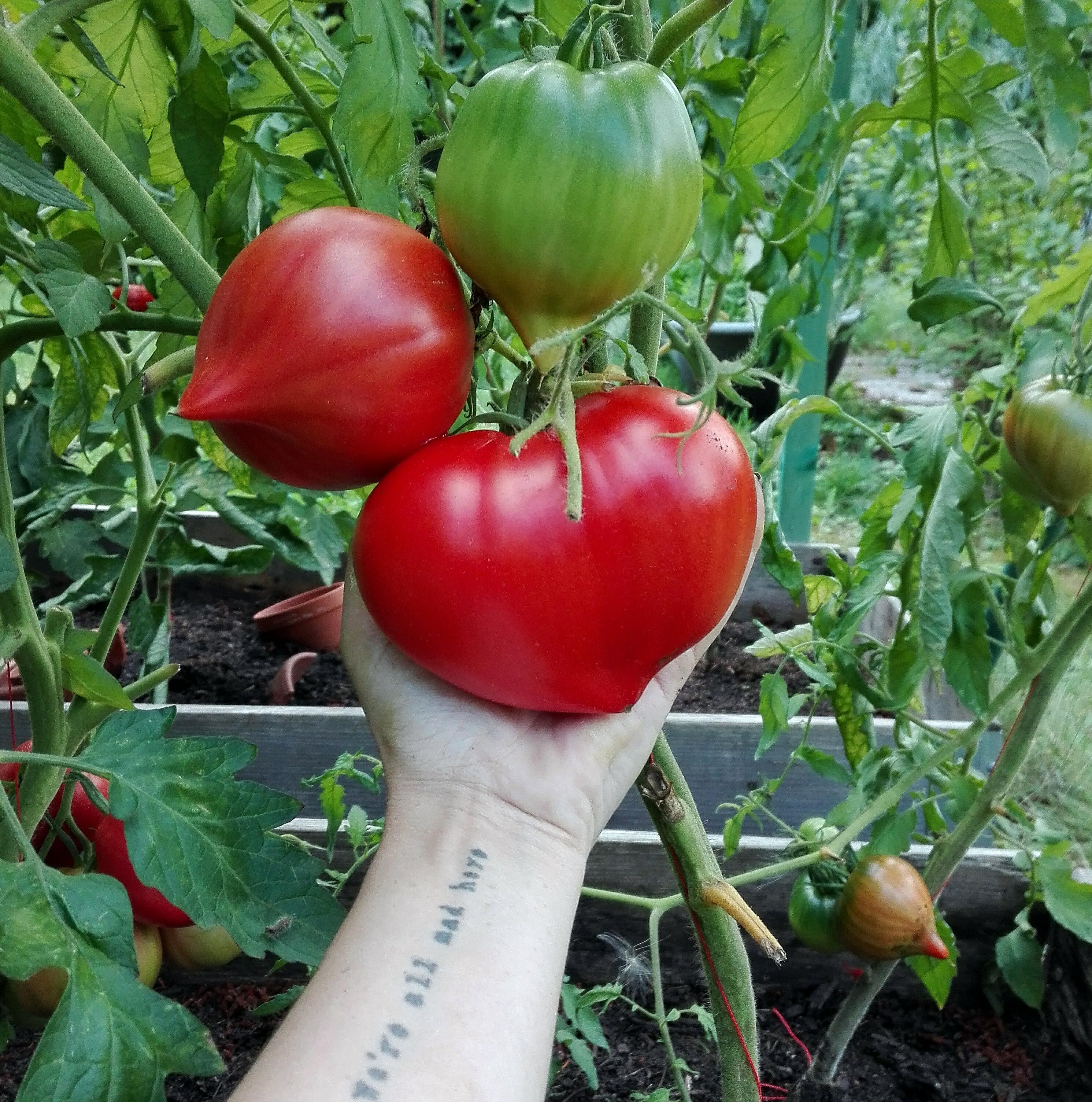Ob man hier Gemüse aus dem #garten sehen will, fragte ich.😂 Aber diese herzige #Tomate ist ja nicht irgendein Gemüse, 