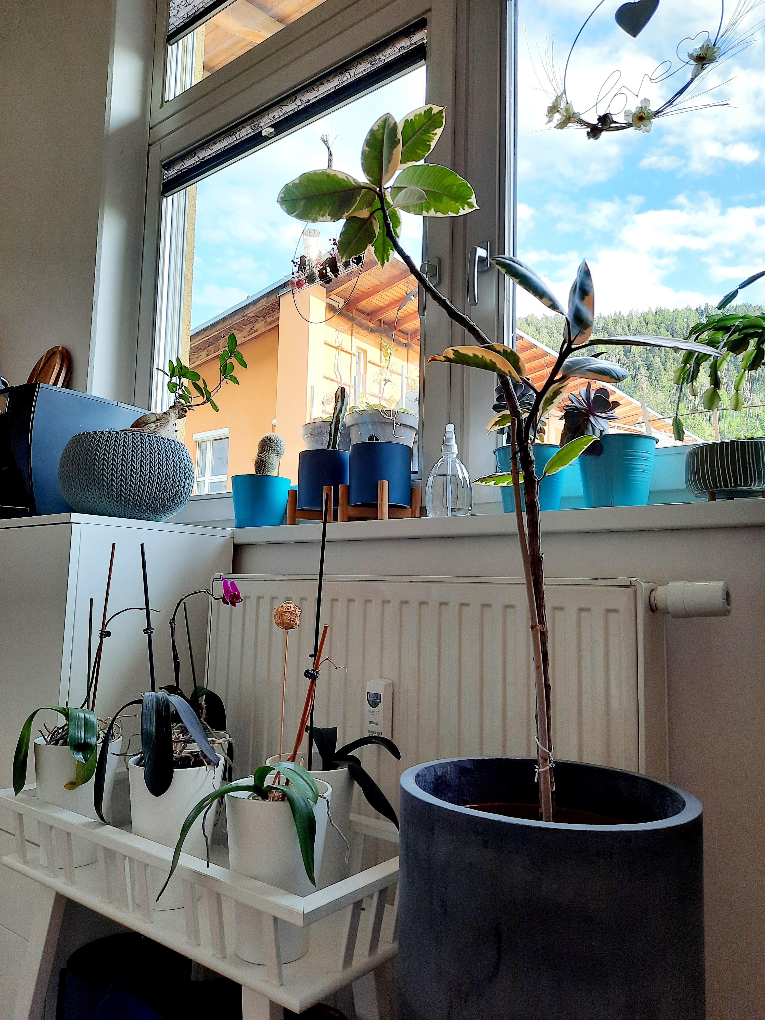 #Pflanzen #indoor #livingchallenge