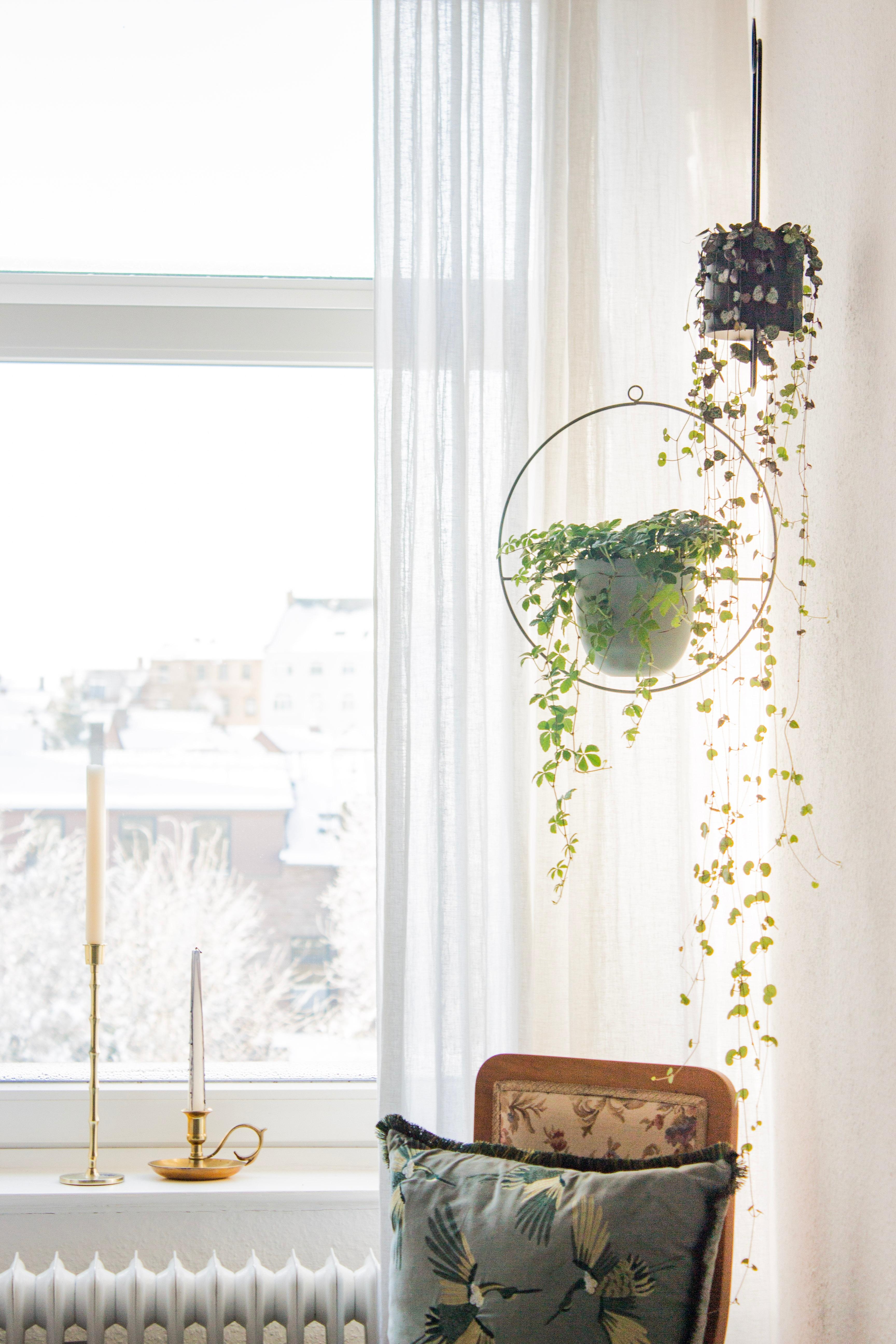 #pflanzenliebe #plantlove #sunshine #morningglory #bedroom #schlafzimmer #hangingplants