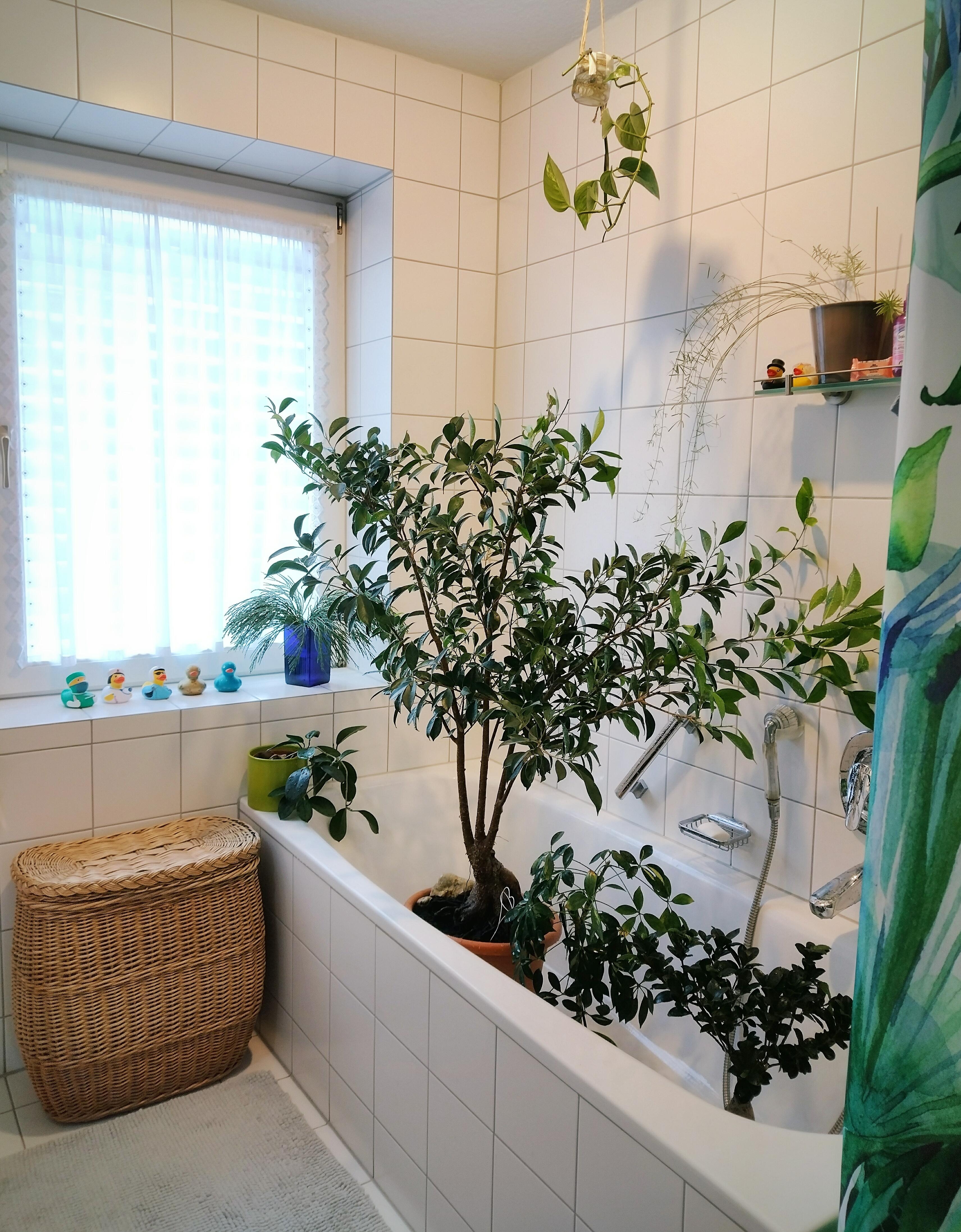 Plant wash, yeah! 😅🪴🛁
#badezimmer #badewanne #pflanzen #pflanzenliebe #zimmerpflanzen #wäschekorb #rattankorb