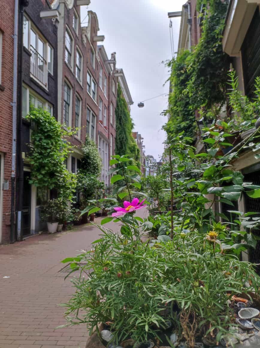 Reiselust ☀️ #sommer #städtetrip #amsterdam #blumenliebe #greenery 