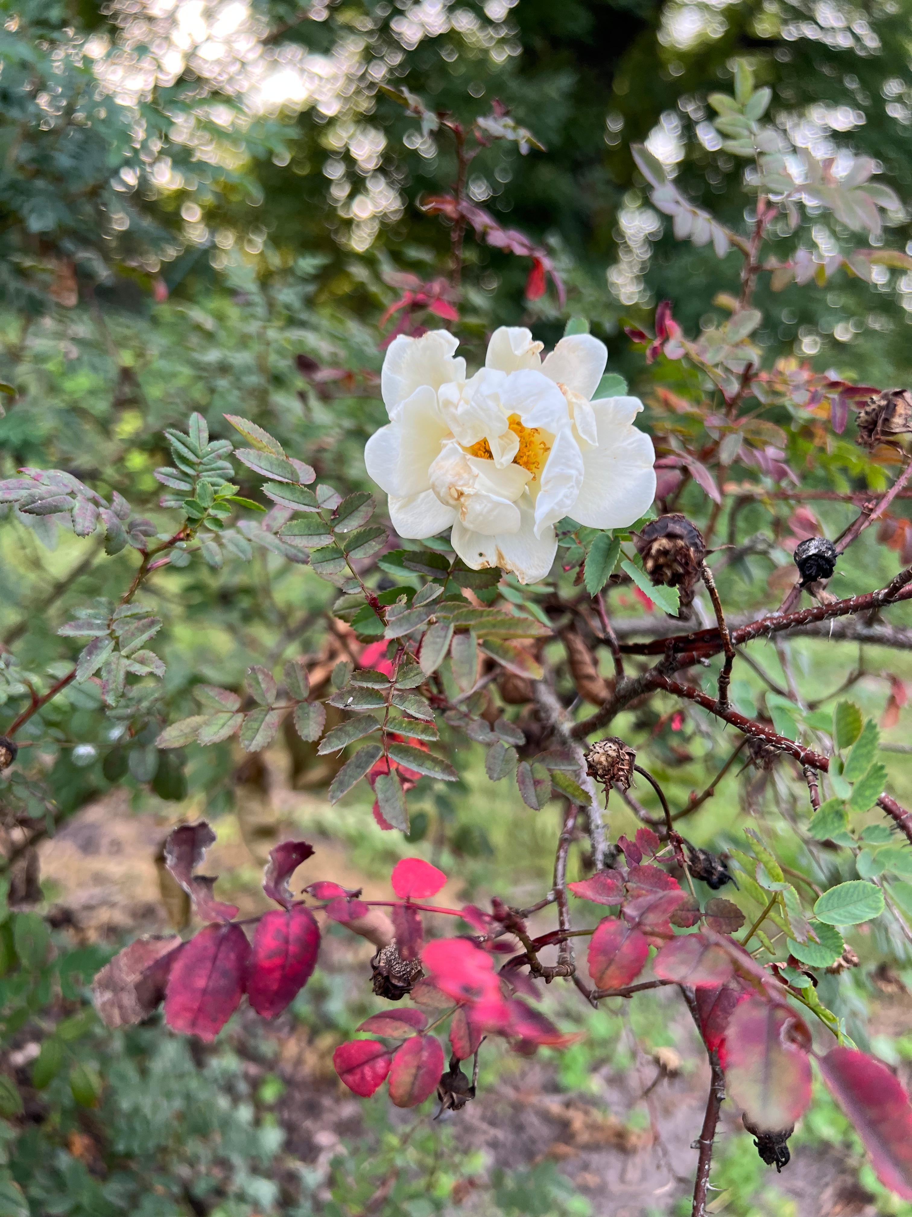 Schlichte und natürliche Schönheit #Landgarten #Nachblüte #Rosenblüte #Herbst #Hagebutte 