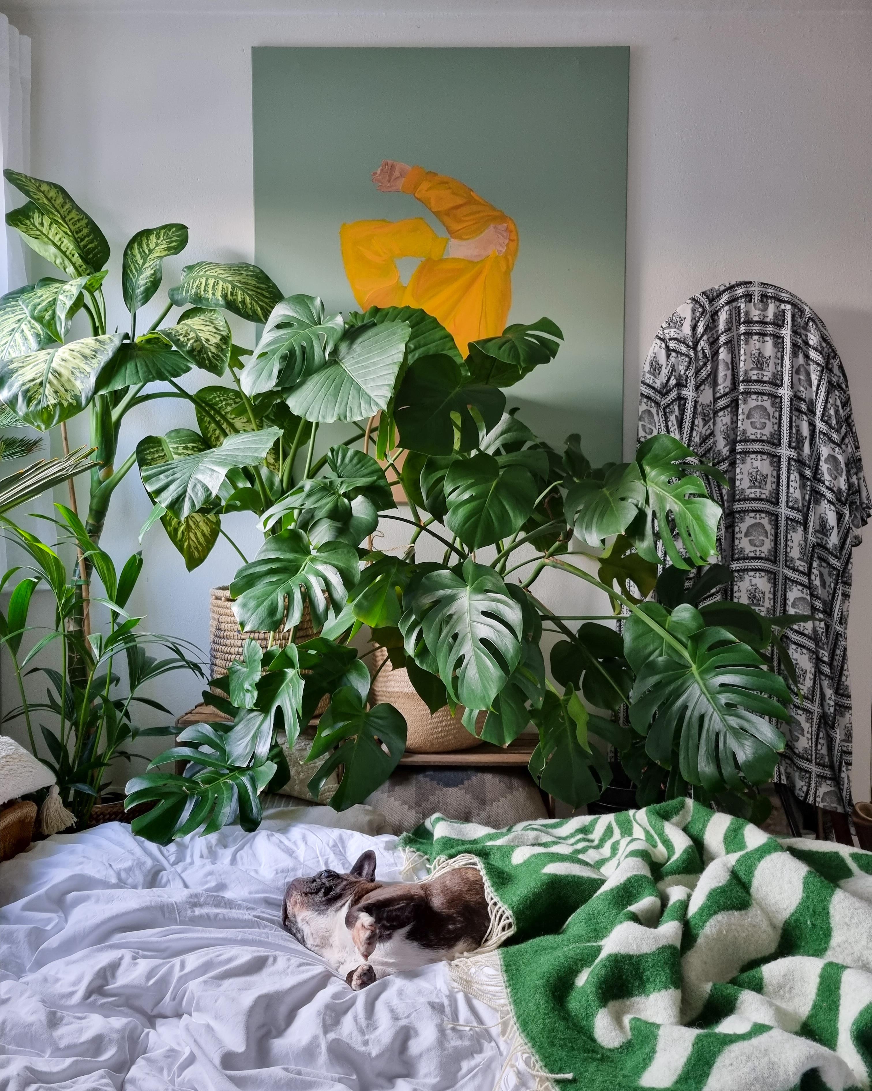 Sonntag im Dschungel 🪴✌🏼 #Schlafzimmer #Dschungel #Pflanzen #urbanjungle #arket #Decke 