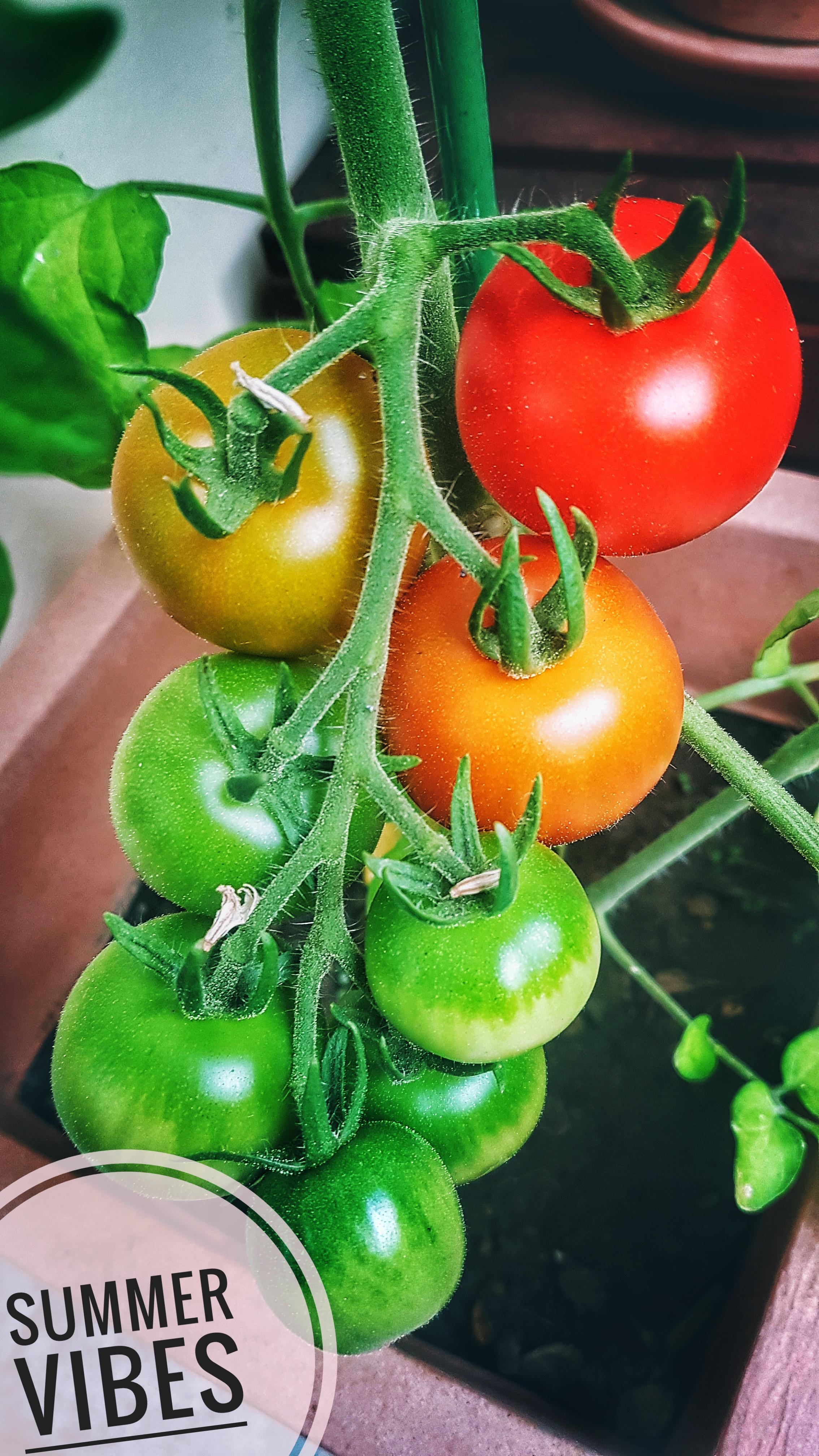 #tomate #summer #eswird #balkonien #urbangardening #lecker #leidergeil #terrassenpflanze