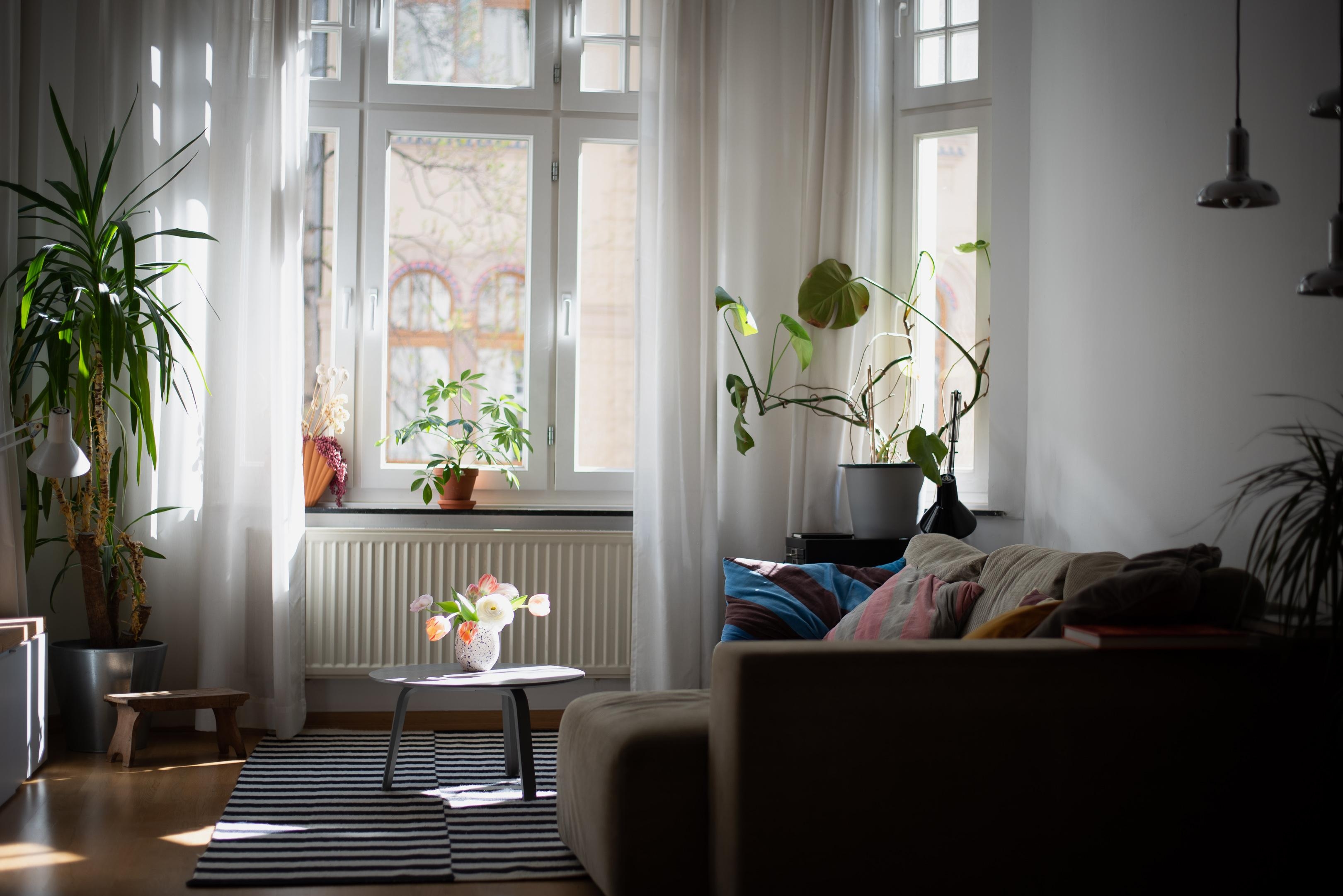 Volle Dröhnung Sonne #wohnzimmer #livingroom #pflanzen #altbau #deko #sofaecke