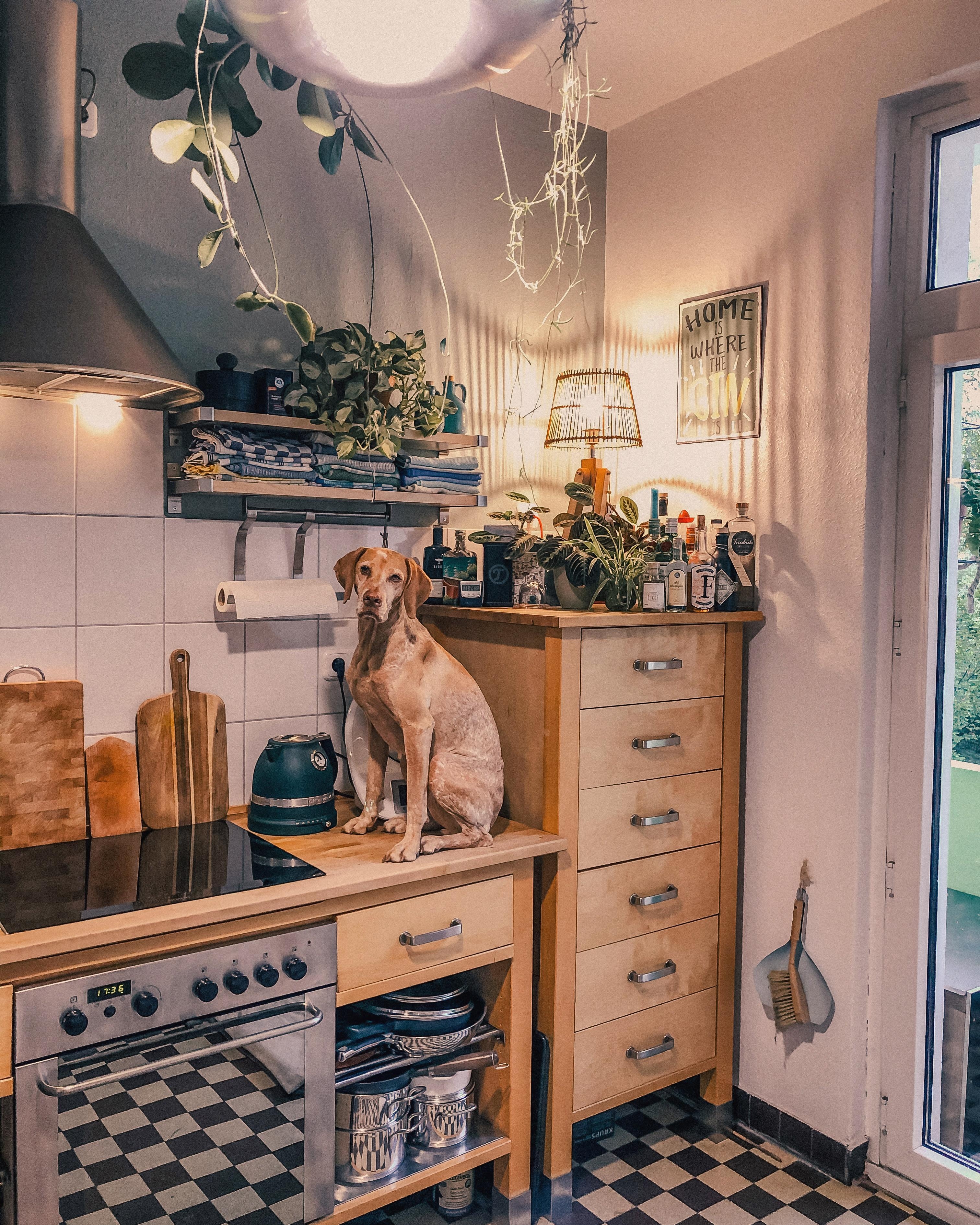 Warum immer nur Katzen auf der Arbeitsplatte 🤔
#küche #küchenliebe #homesweethome #hund #solebenwir #lieblingsplatz