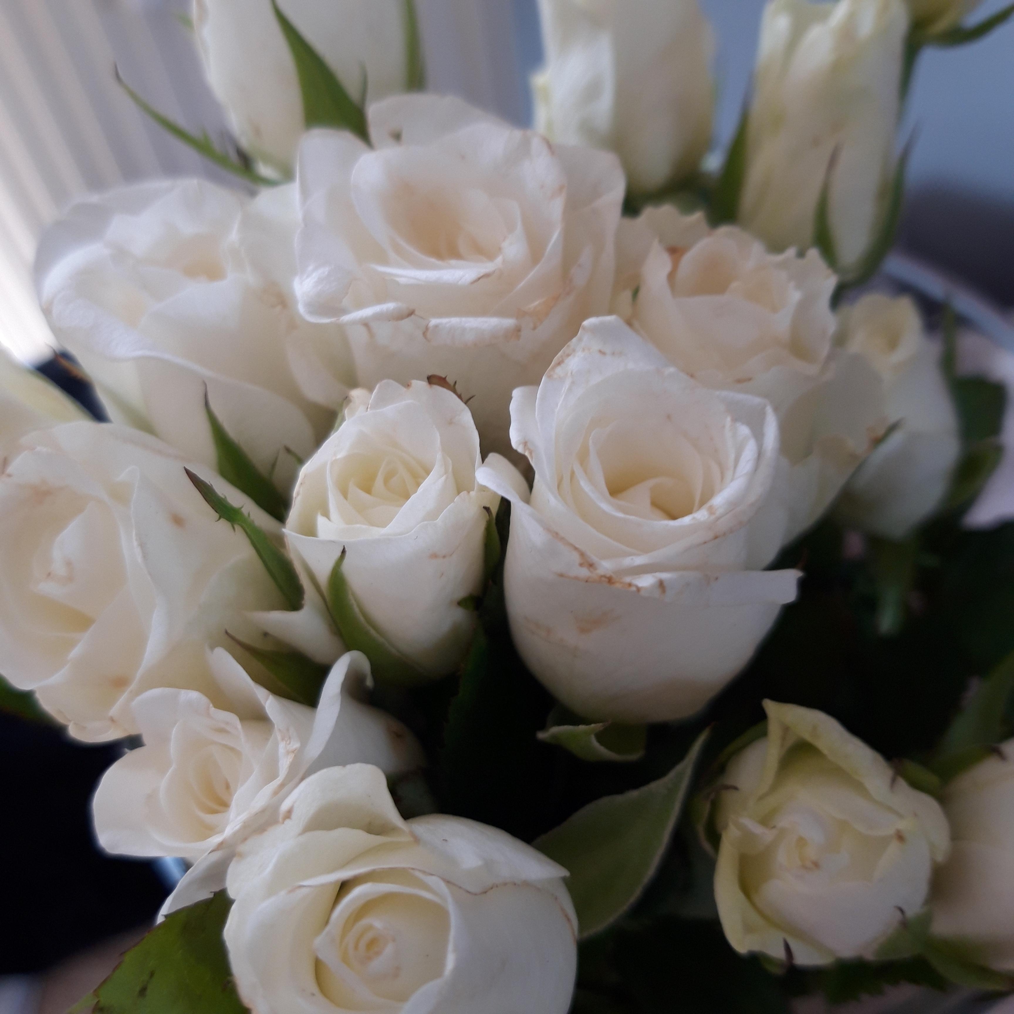 #white #flowers ♡