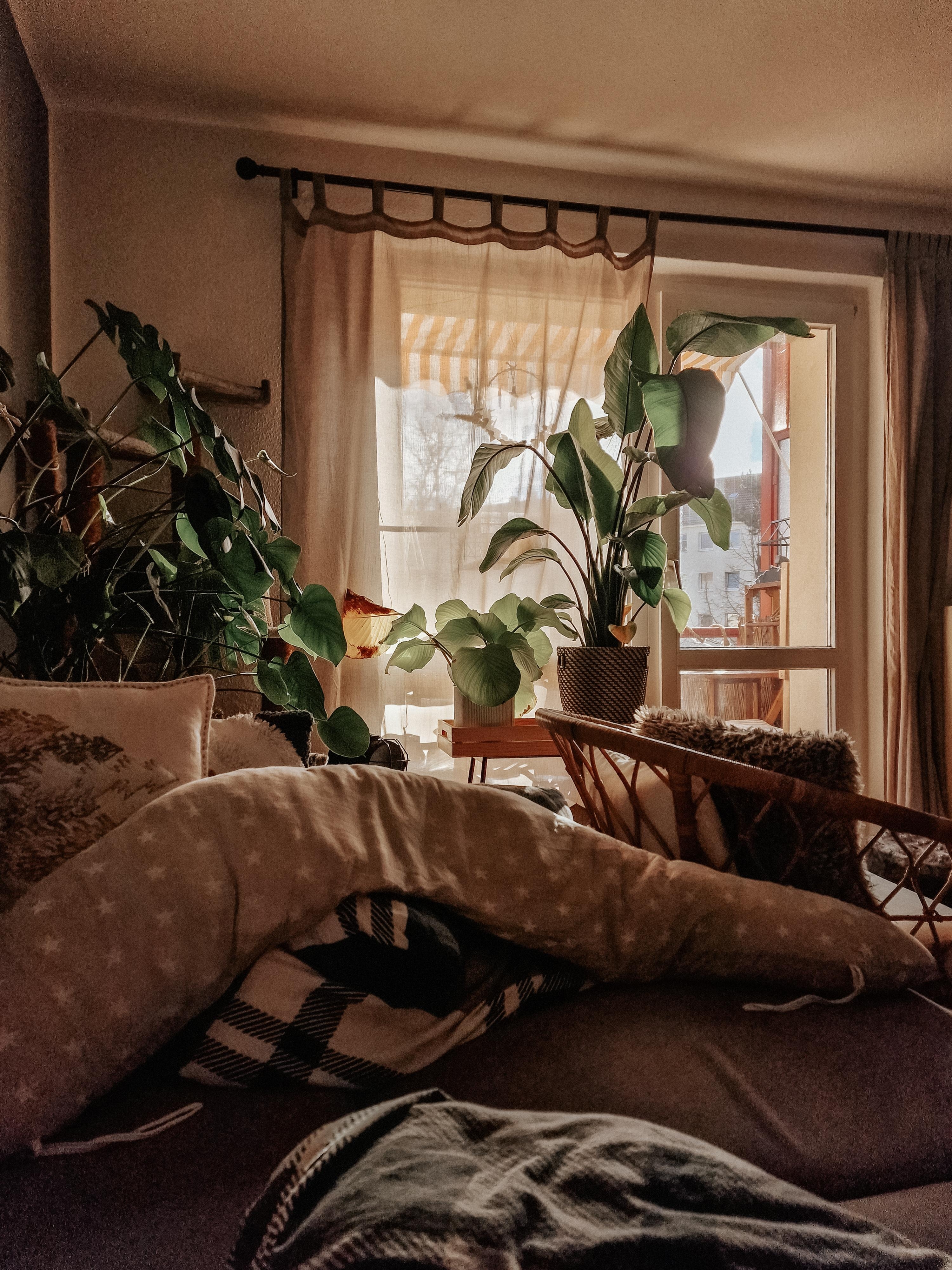 #Wohnzimmer #couchliebt #couchblick #couch #Balkon #Pflanzen #Vorhänge #kleinaberfein