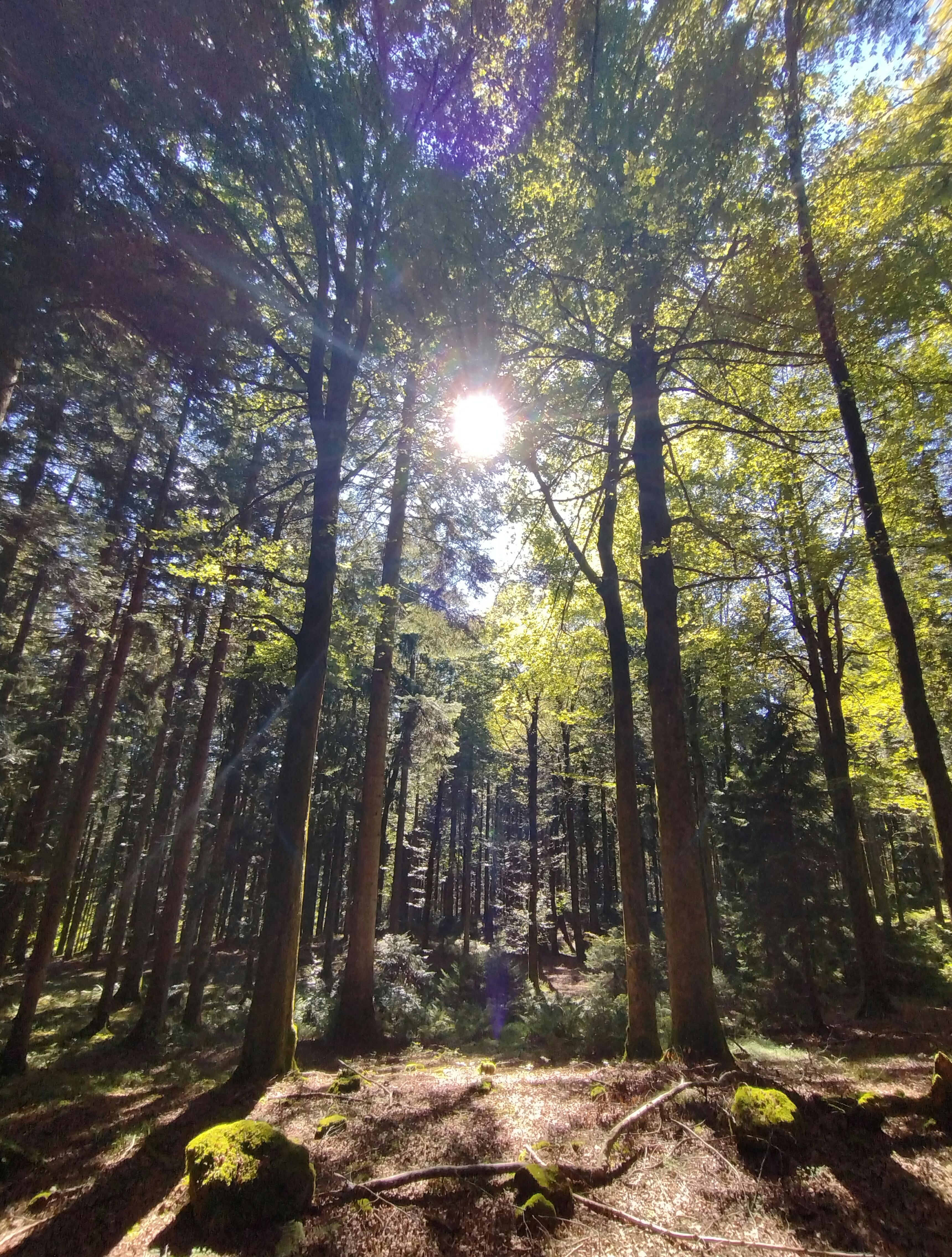 🌲🌳 🌲🌞🌲🌳 🌲
#schwarzwald #wald #natur #naturliebe #schwarzwaldliebe