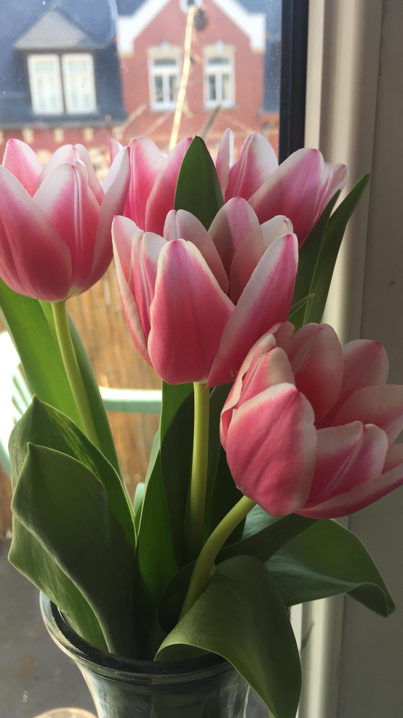 🌷 💕