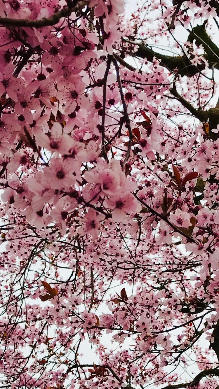 🌸 Blütenzauber wie im Märchen 🌸 #traumhaft, #Frühling, #garten 