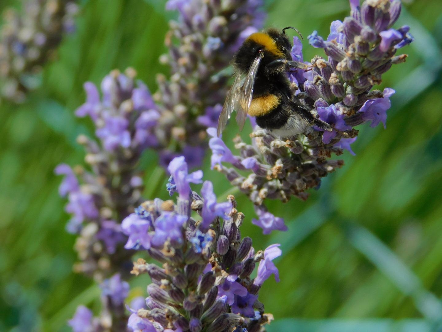 💛 Bumblebeeautiful 💛
#Lavendel #Hummel #bumblebee #Sommer
