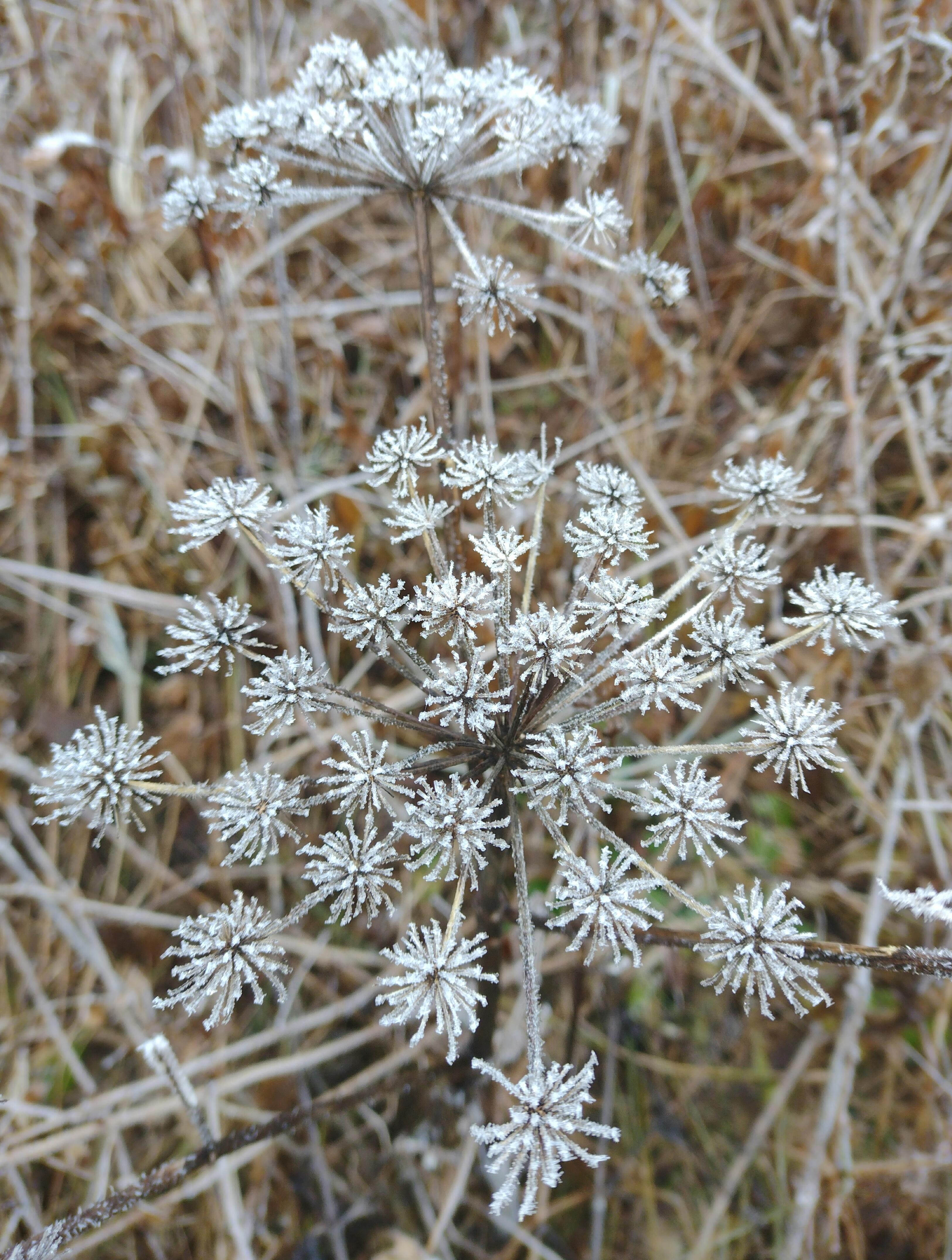 🌟⭐🌟
#frost #trockenpflanzen #winter