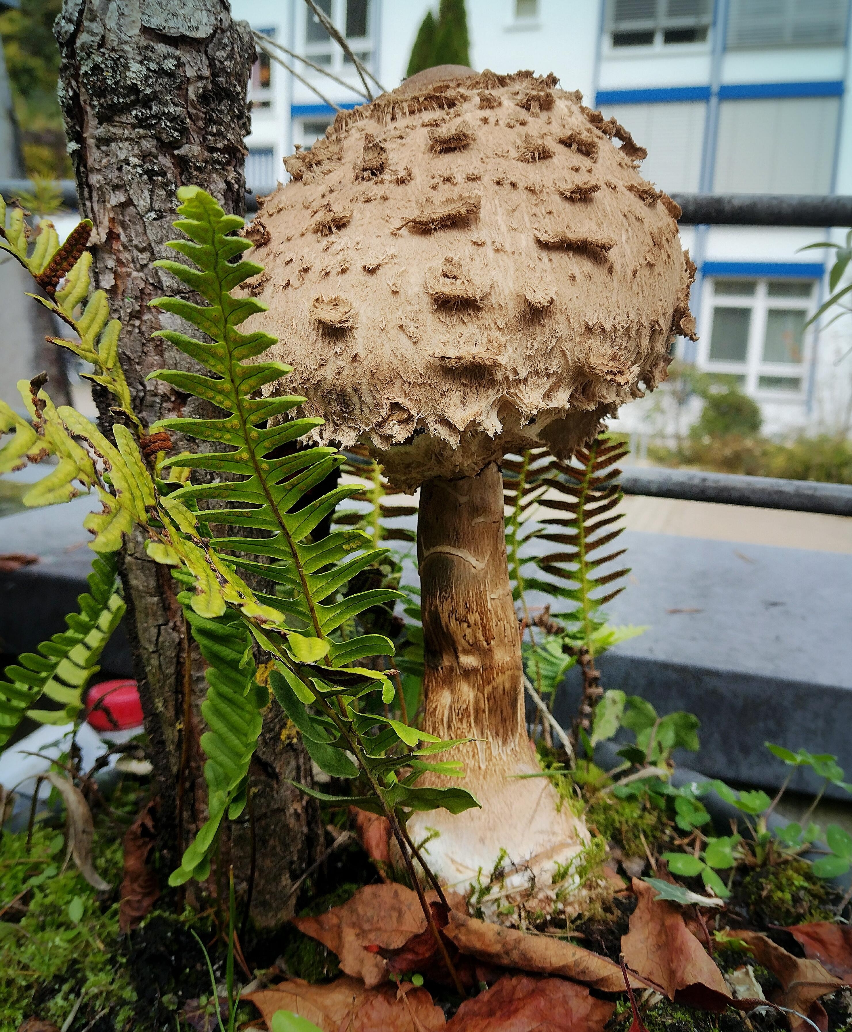 🍄
#herbst #pilz #urbangardening #herbstliebe 