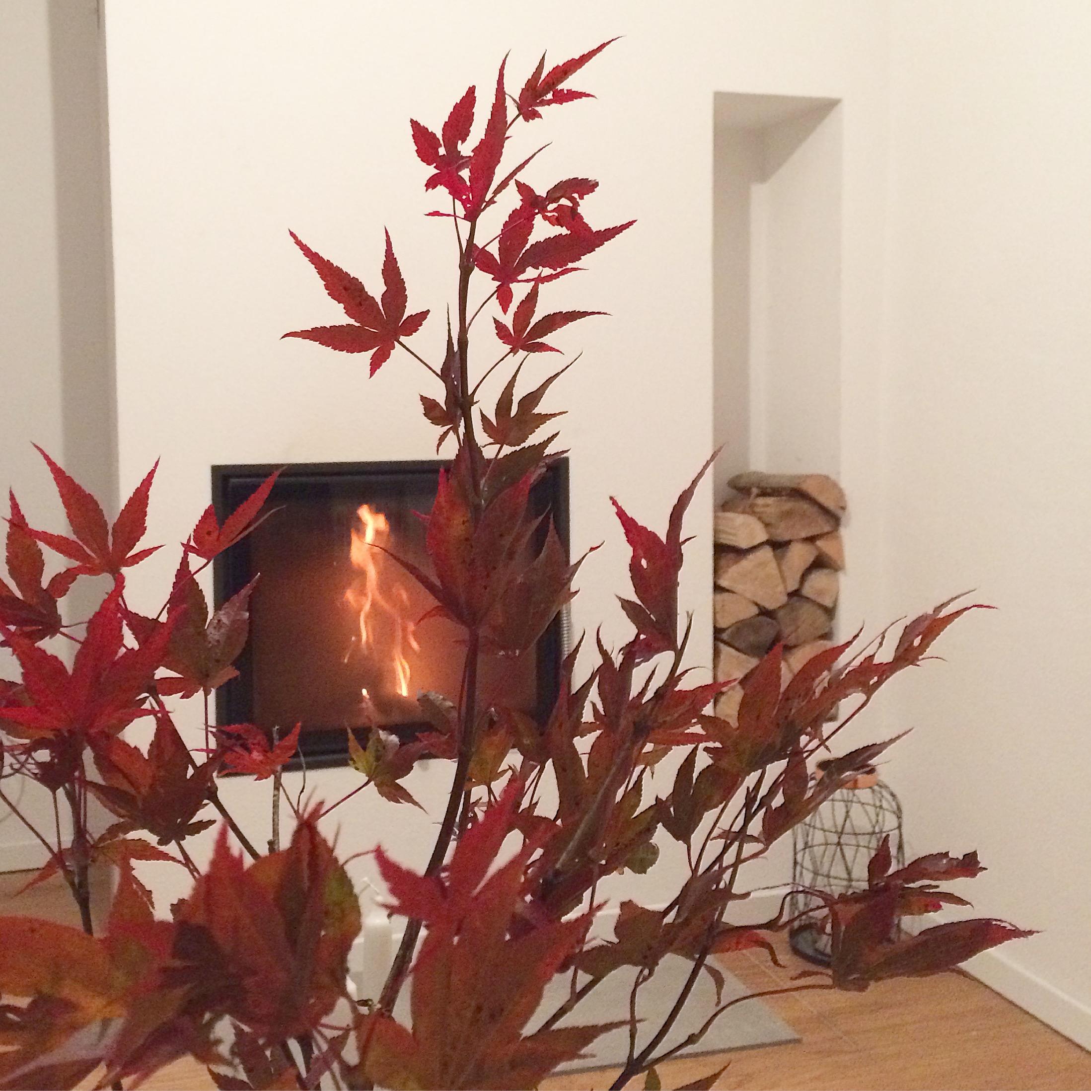 🍁 Herbstabend mit Kamin 🔥 #kamin #wohnzimmer #herbst #feuer