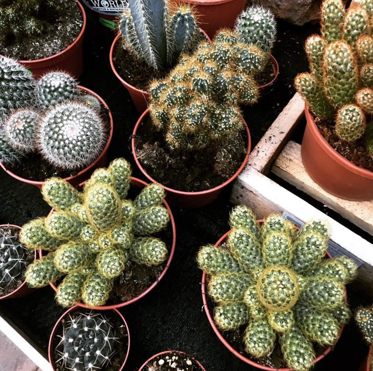 🌵 #kaktus #zimmerpflanzen #plants #plantlover #grün #homesweethome