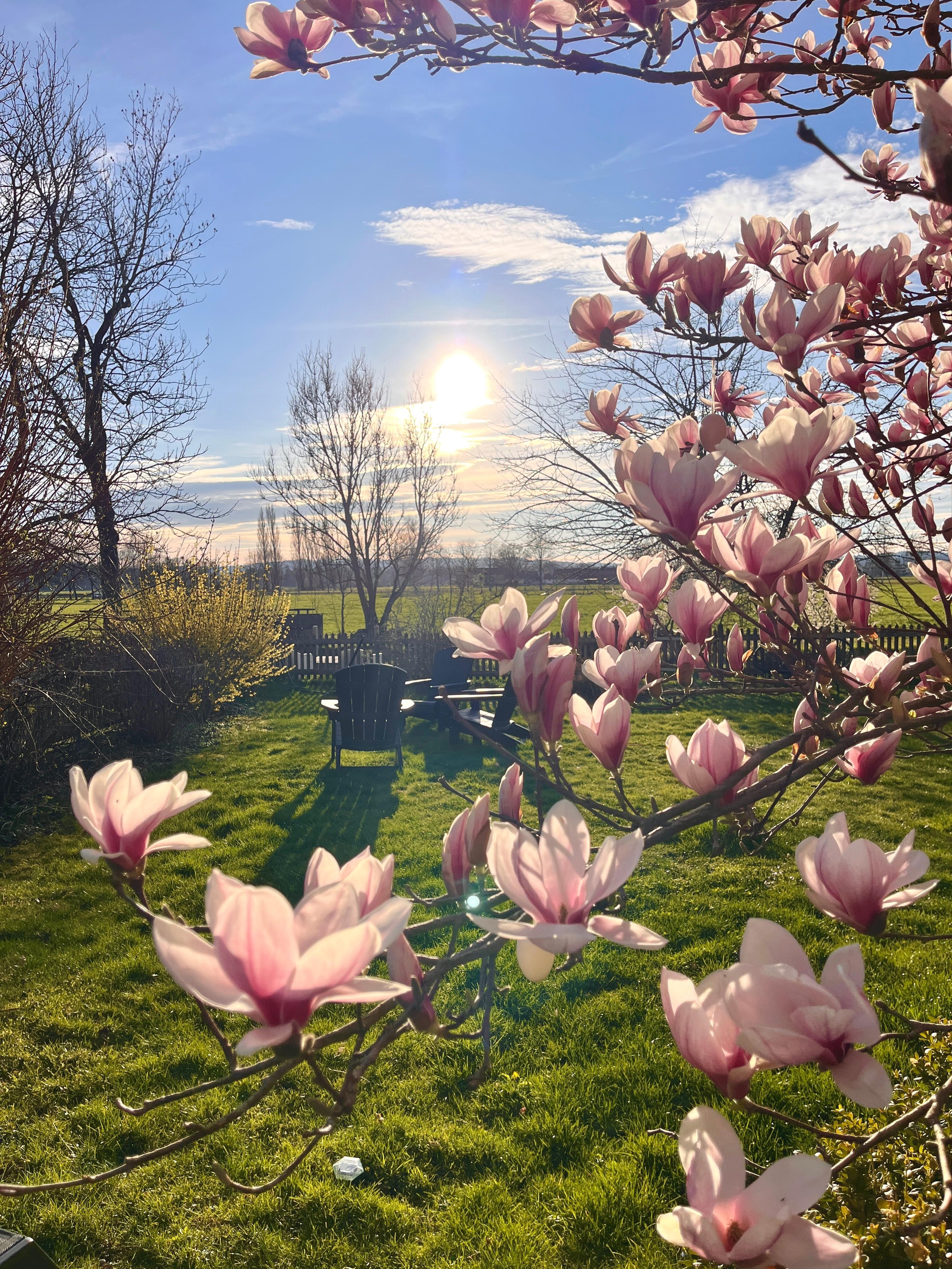 🌸
#magnolie#frühlingsanfang#gartenzeit#feuerstelle#landleben#hausambach#frühlingsgefühle#gartengestaltung#outdoorliving